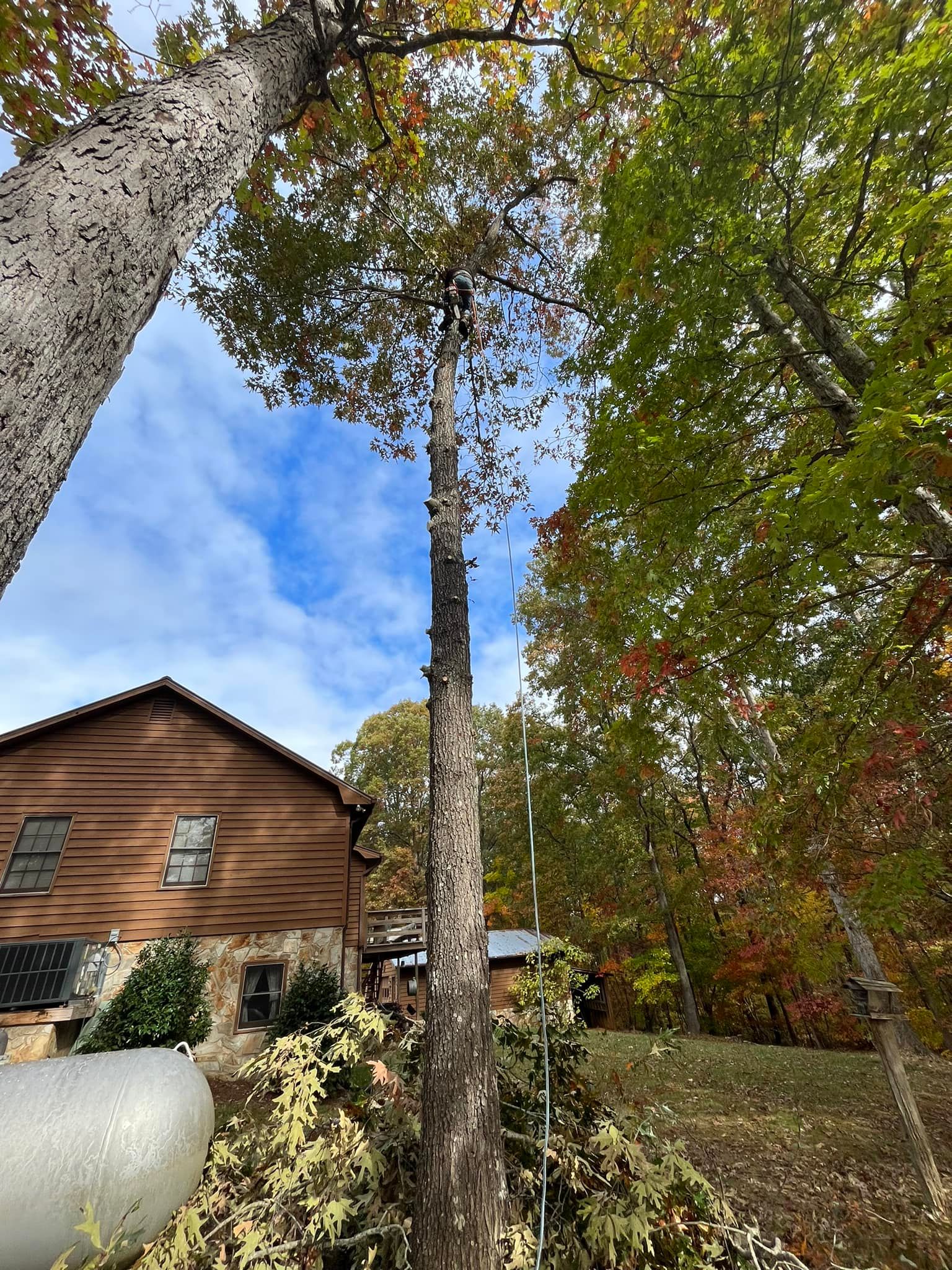  for DW’s Tree Service in Winston-Salem, NC