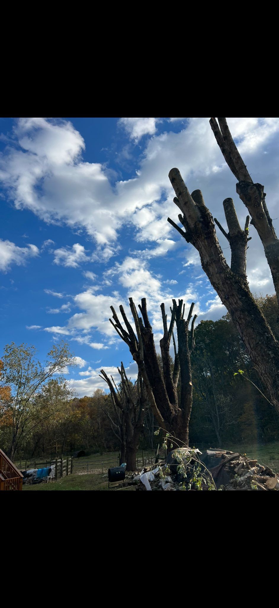  for ABC Tree Service in Dobson, NC