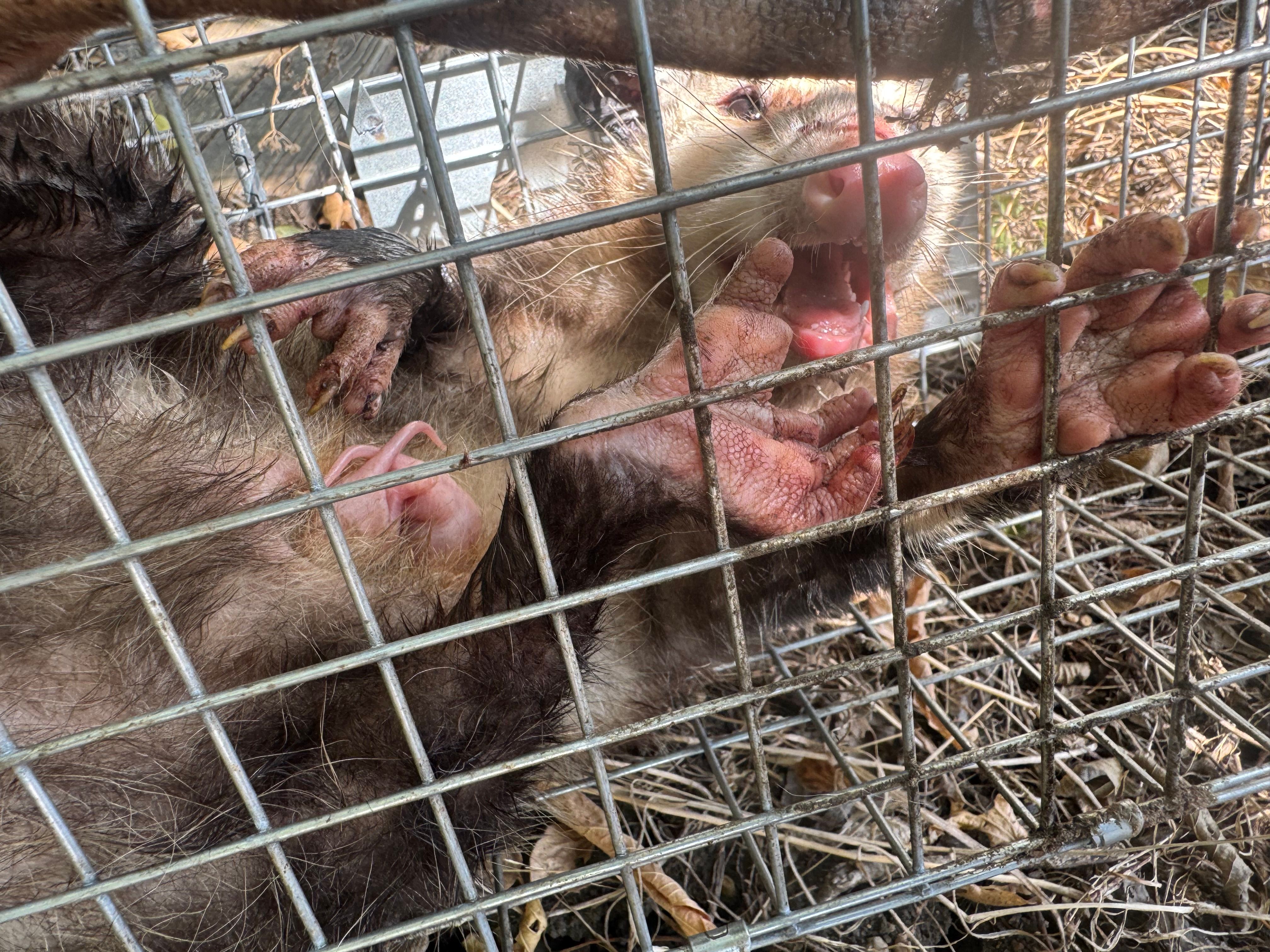 All Photos for The Critter Crew in DFW, TX