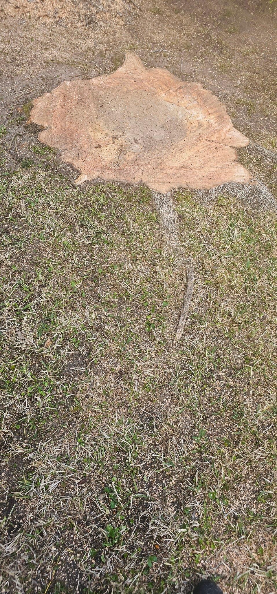  for Servin's Tree Care  in Houston, TX