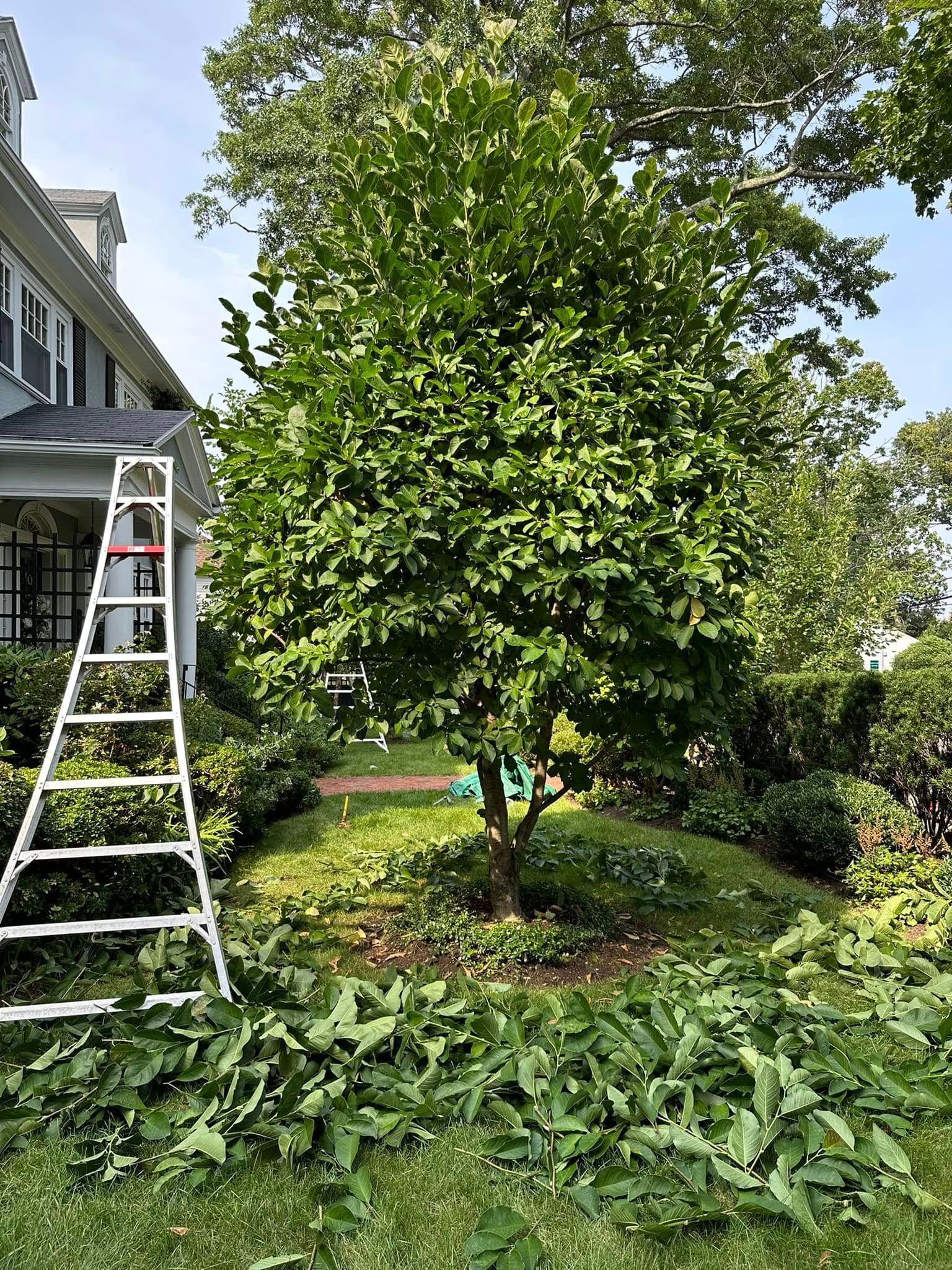  for Saavedra & Sons Landscaping in Waltham, MA