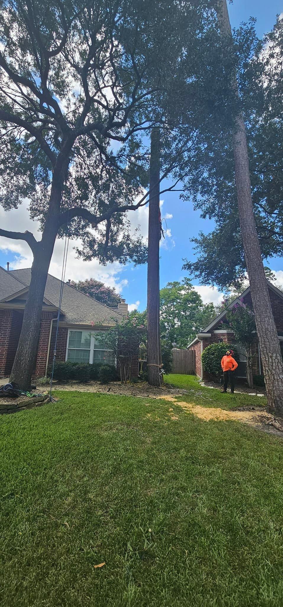  for Servin's Tree Care  in Houston, TX