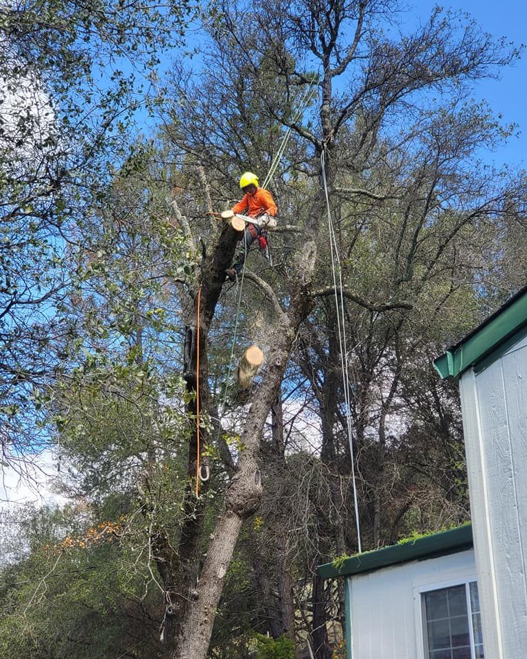  for Terra Heights Tree Experts & Landscaping  in Grass Valley,  CA