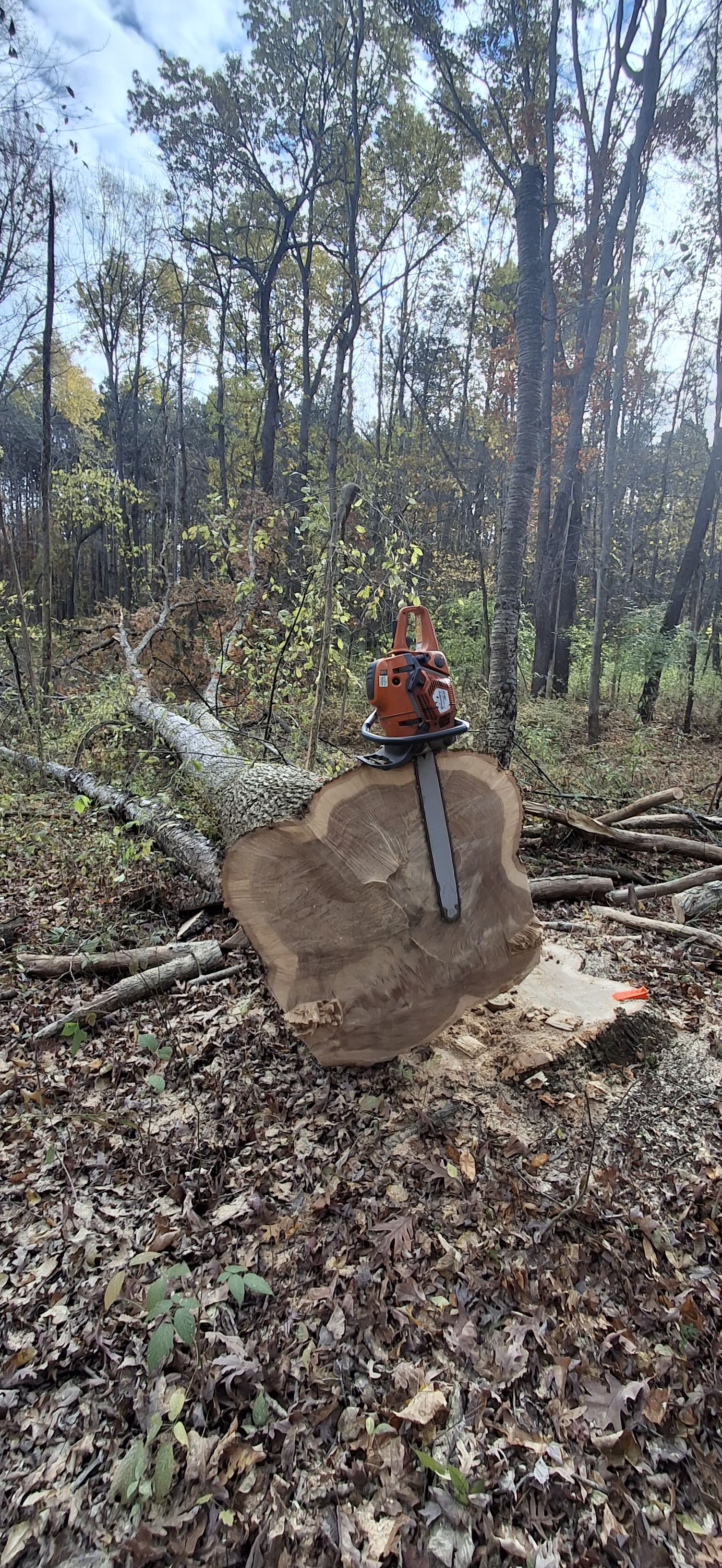  for God's Country Timber Management in Hillsdale, MI