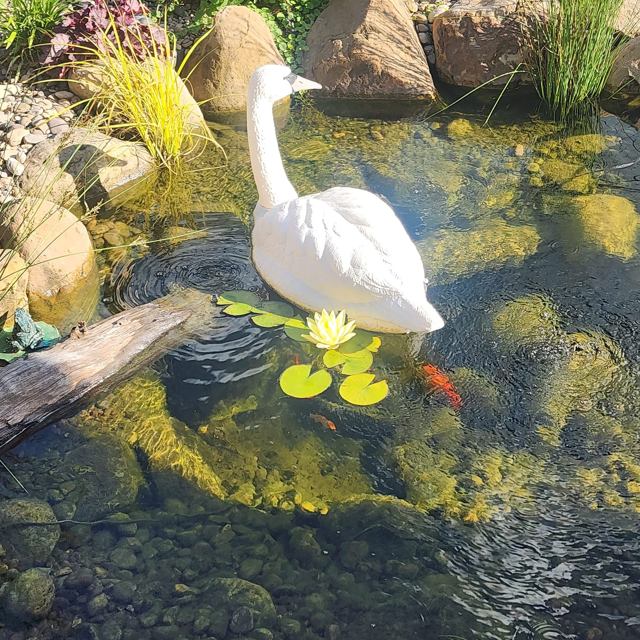Water Features and Koi Fish for Freeland's Water Gardens in Clarksburg, WV