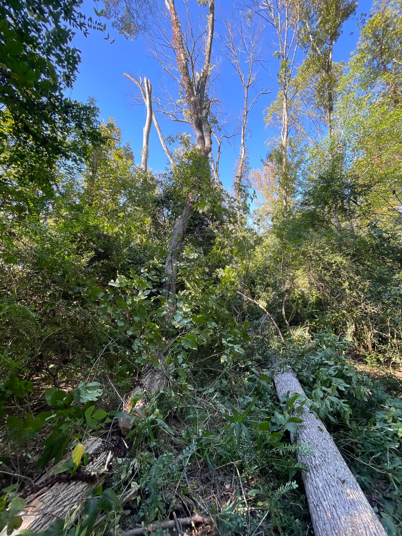  for Stem Tree Service in Belmont, NC