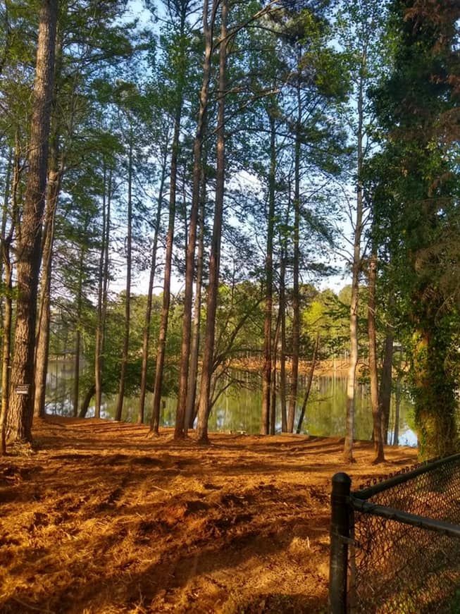 Forestry Mulching for G&H Forestry Mulching and Land Services in Fayetteville, GA