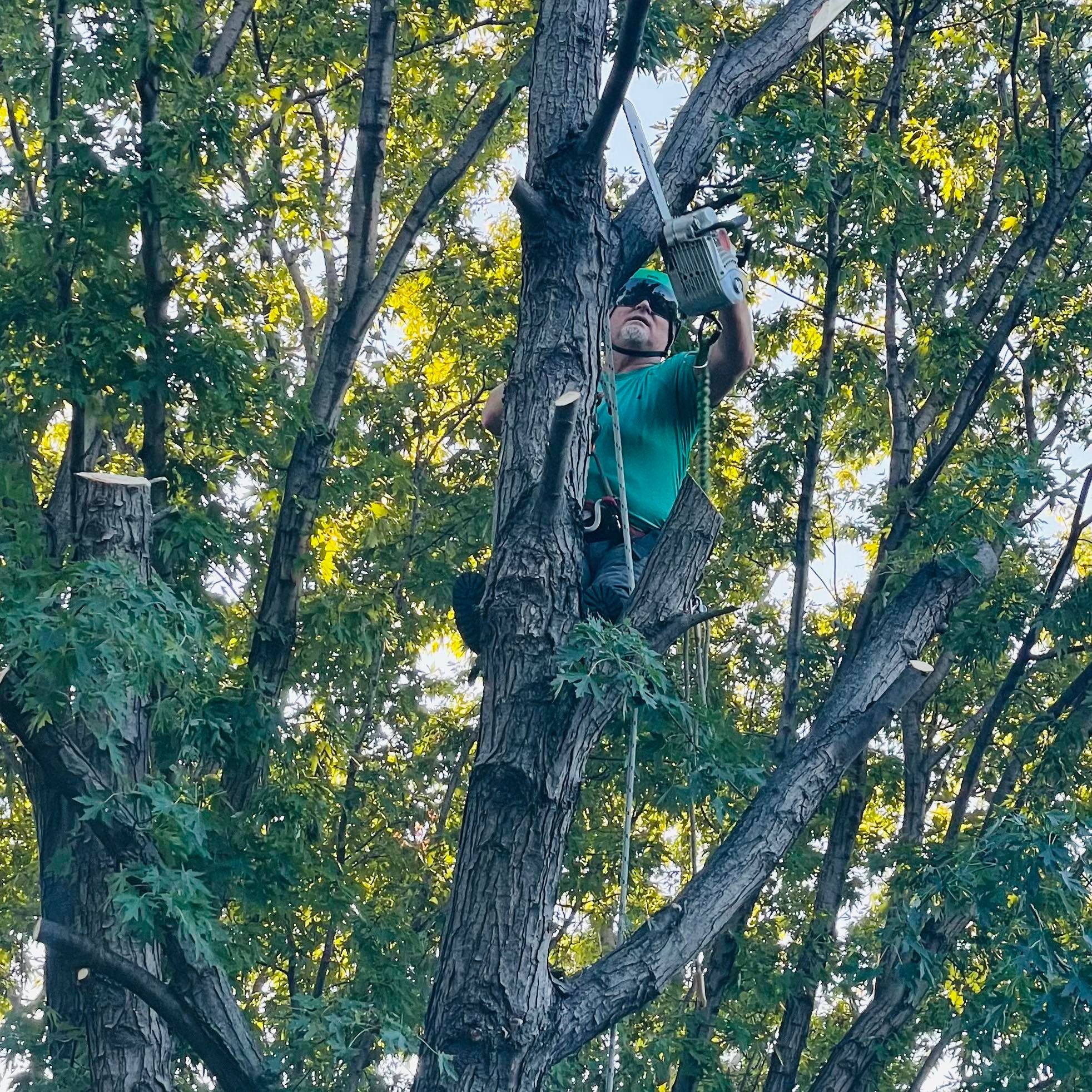 All Photos for Tree Life Tree Service in Wichita, KS