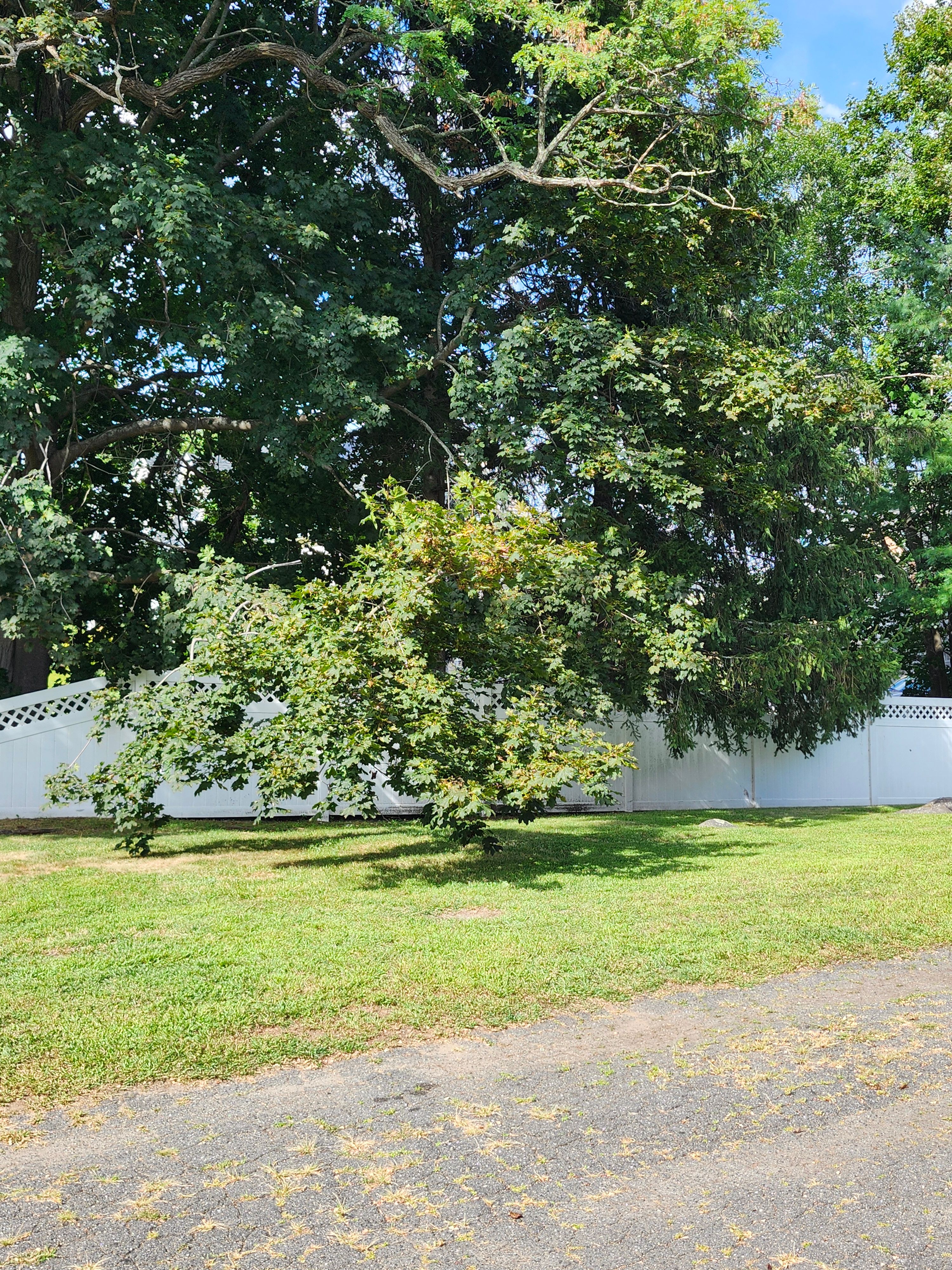 Hedge/Tree/Brush Cutting for Landscape Innovations LLC in Torrington, CT