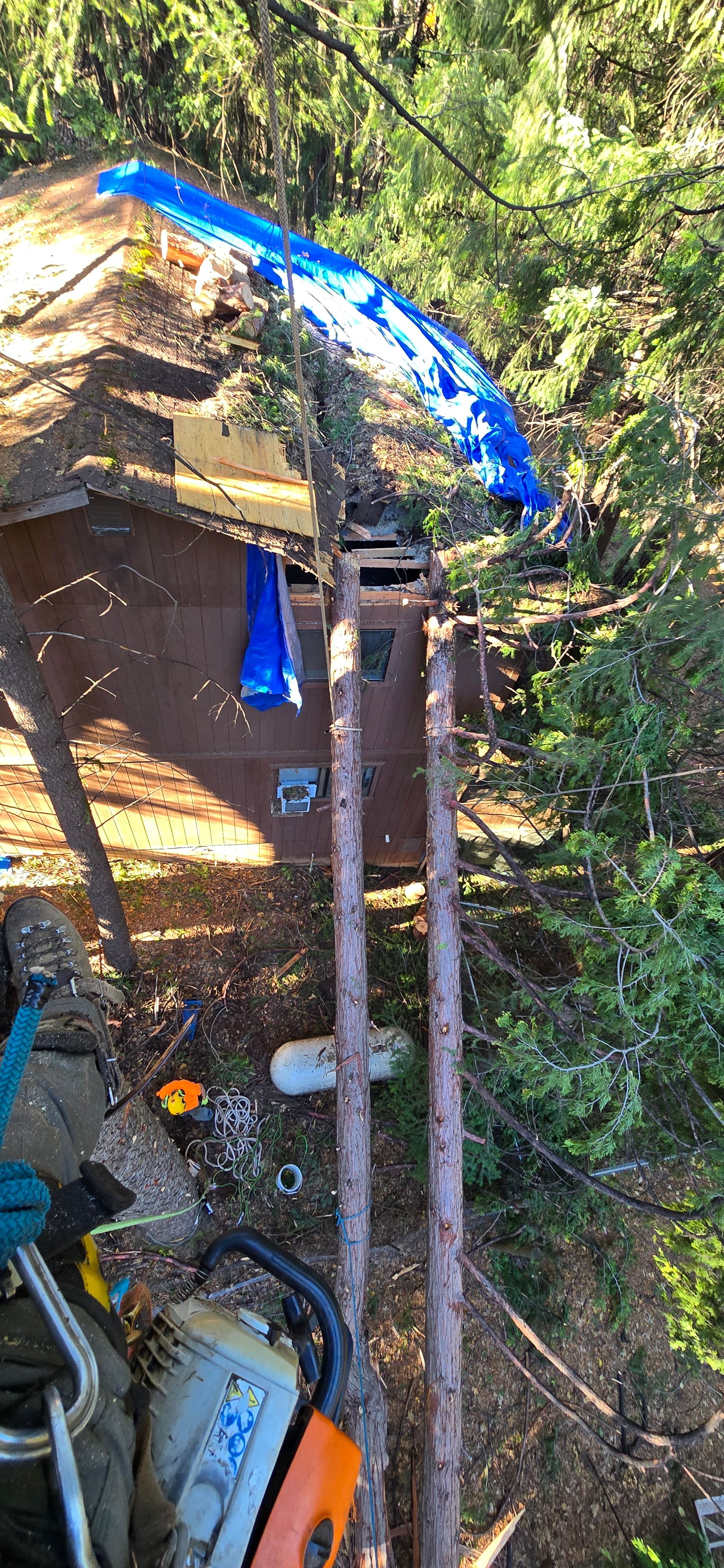  for George Staddan's Professional Tree Care in Placerville, CA