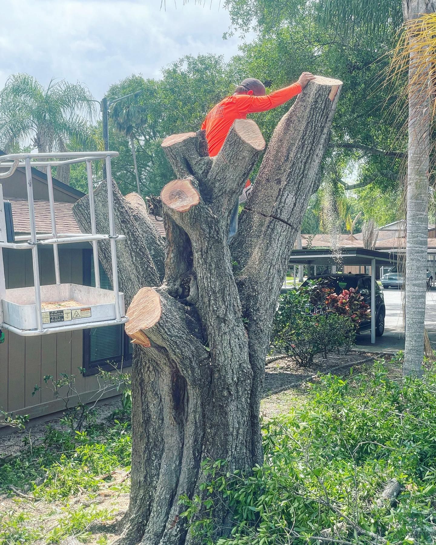  for EB Trees and Landscape in Holiday, FL