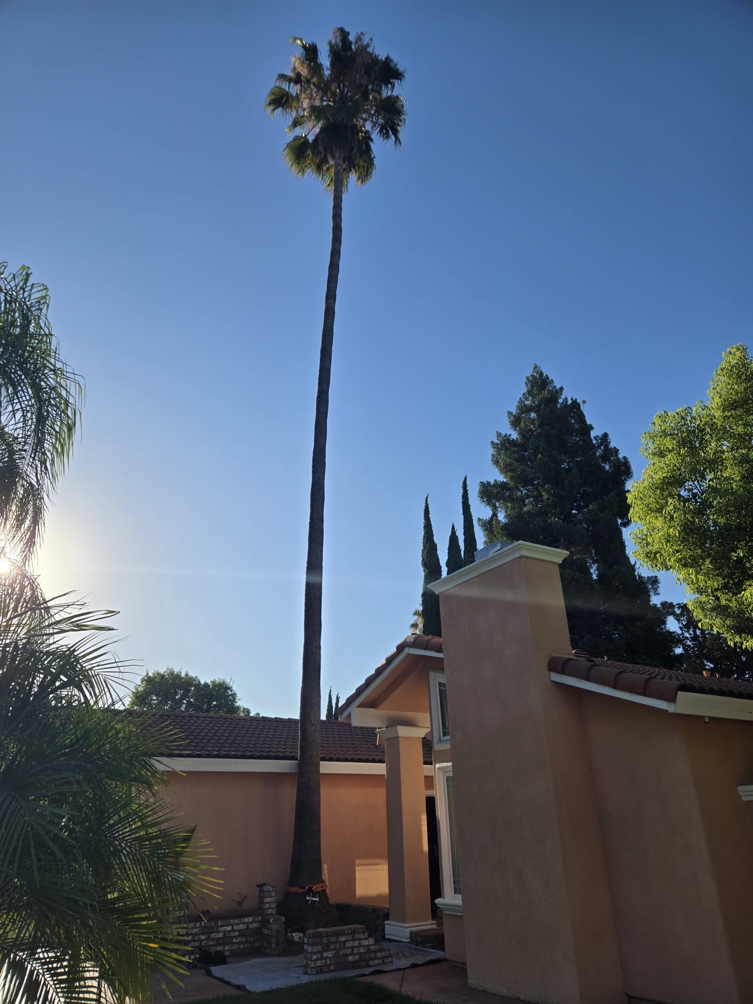 All Photos for Sammy's Tree Services in Sacramento, CA