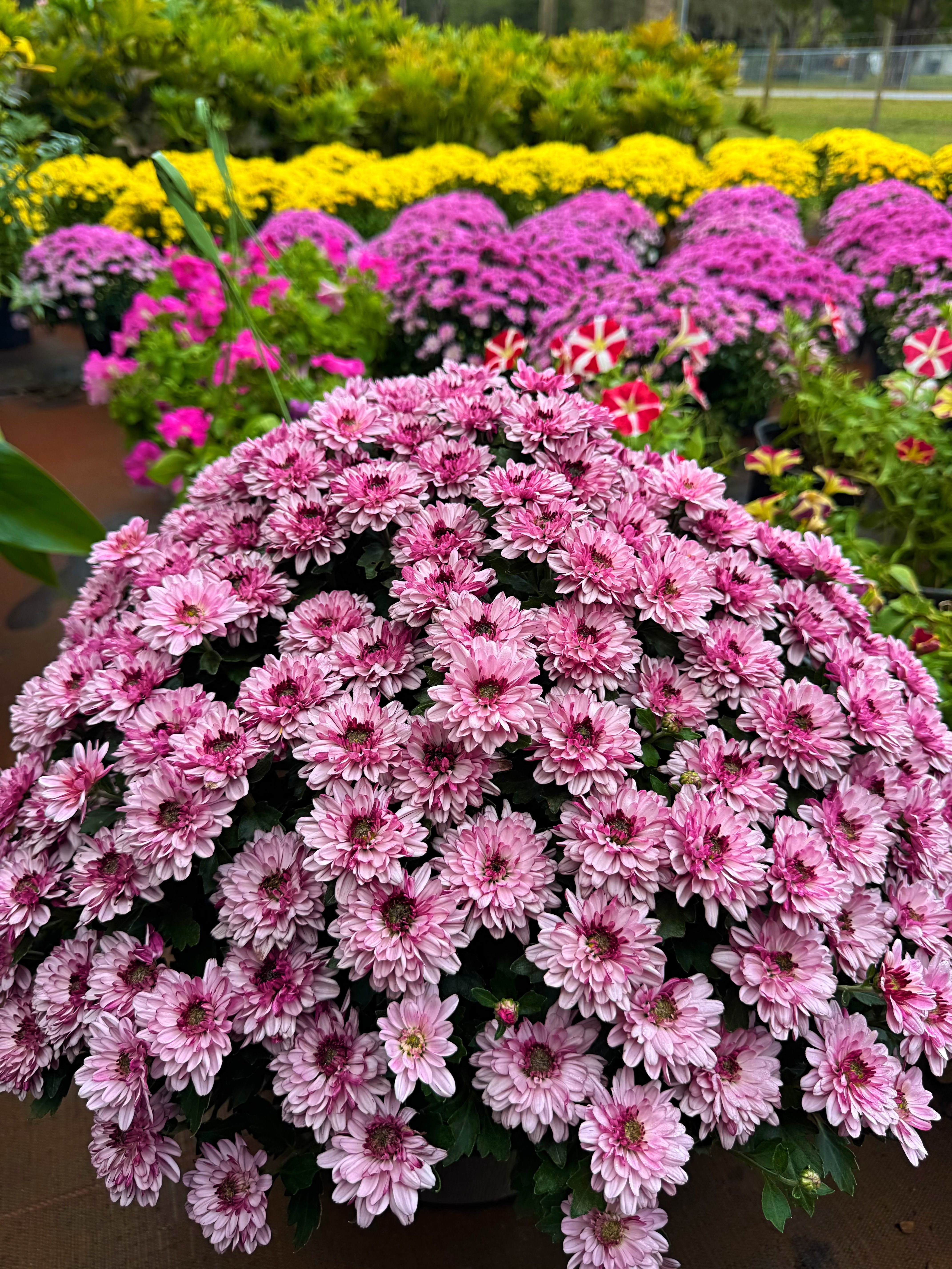  for Southern Roots Tree Farm in Crystal River, FL