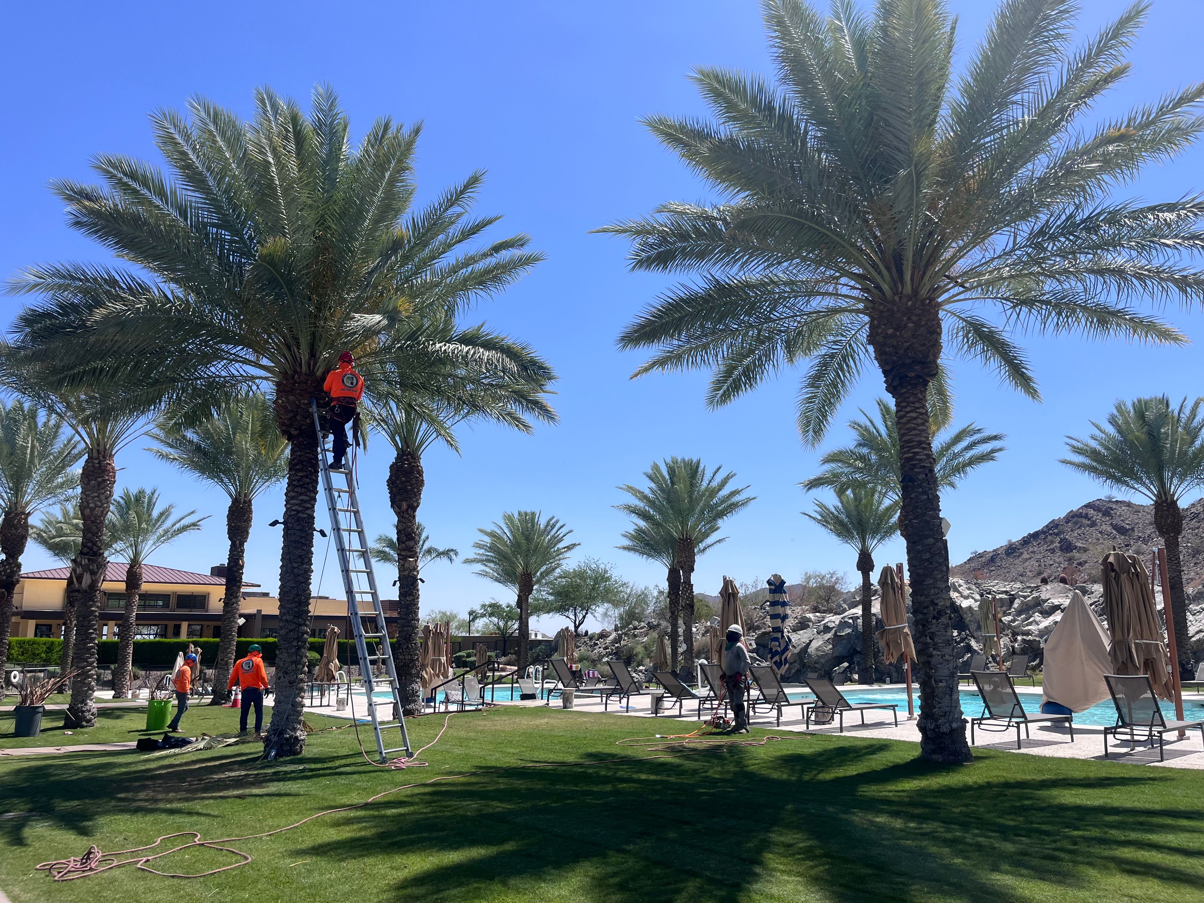  for AZ Tree & Hardscape Co in Surprise, AZ