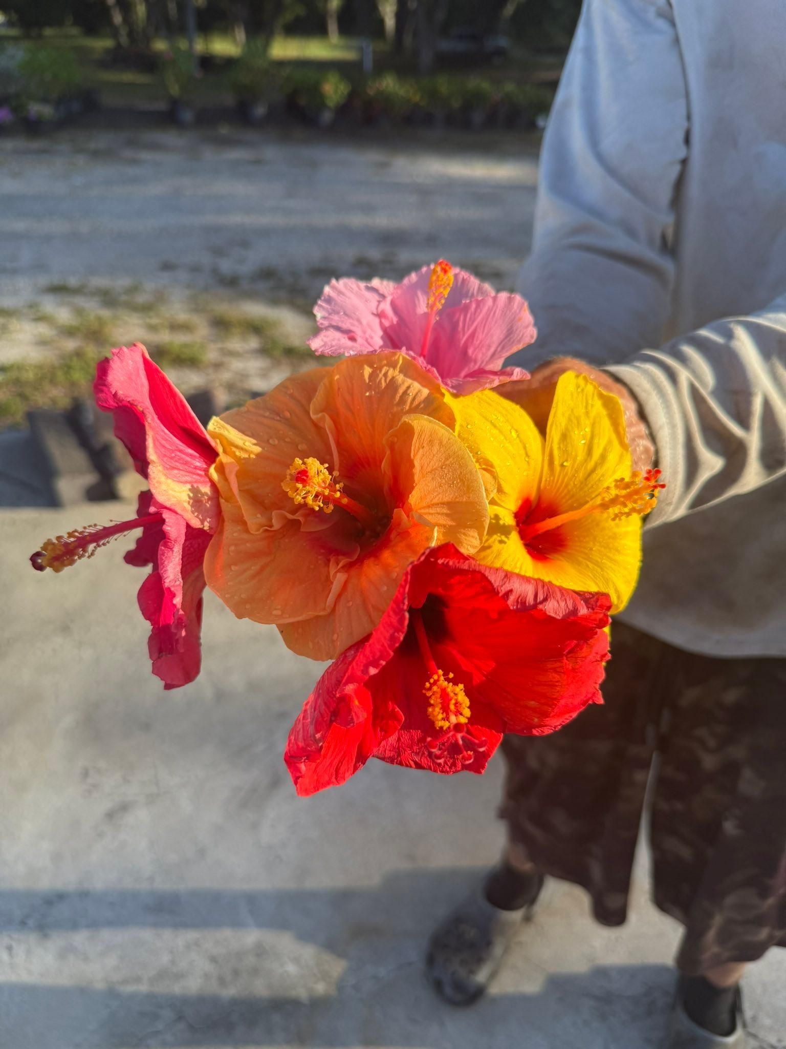  for Advanced Landscaping Solutions LLC in Fort Myers, FL