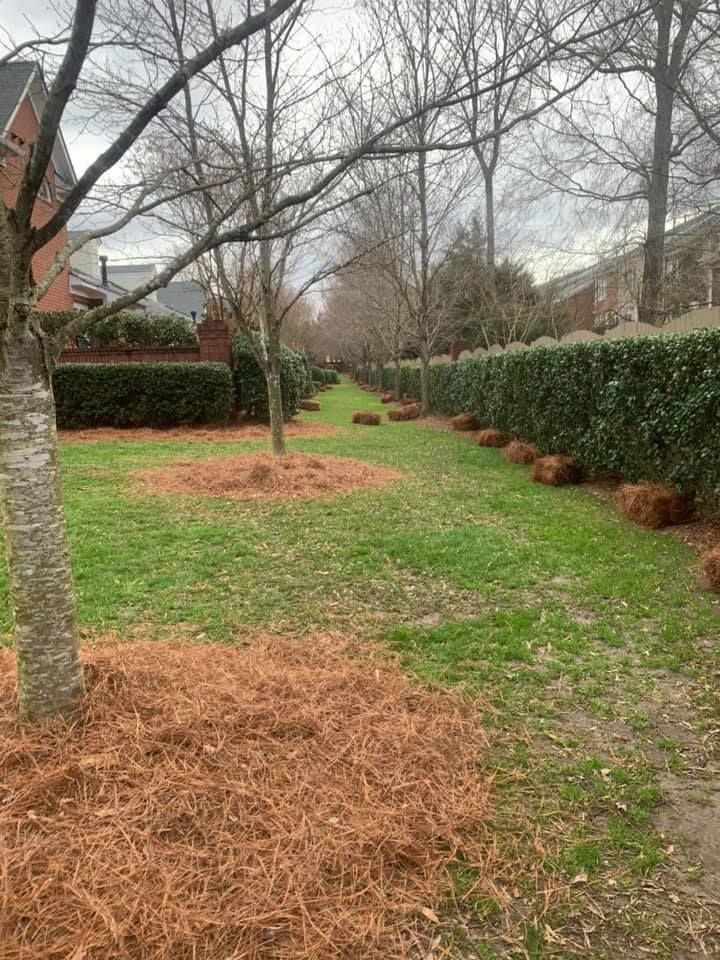  for Pecina Pine Needles in Monroe, NC