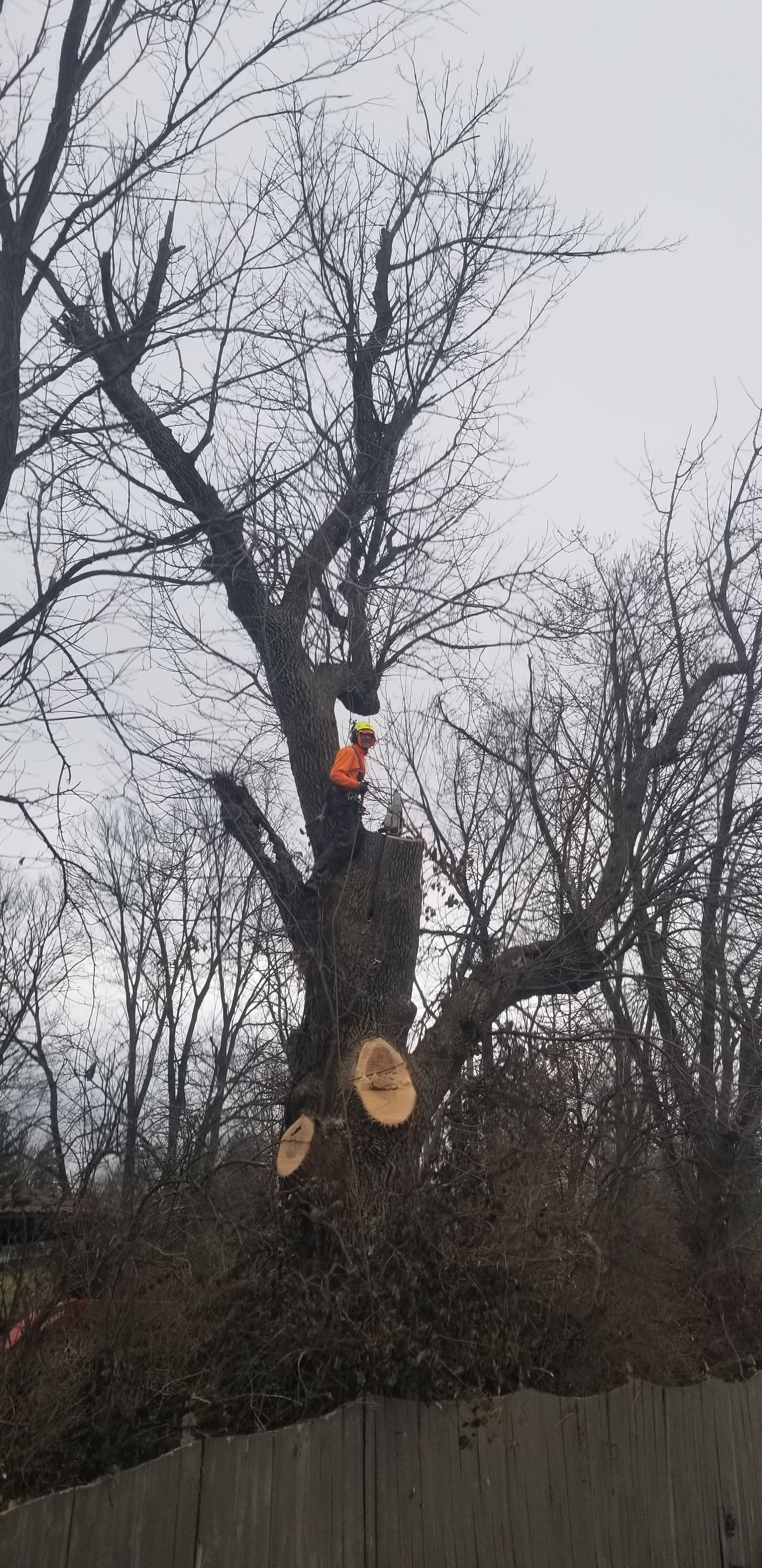  for Advanced Tree Solutions in Rockville, IN