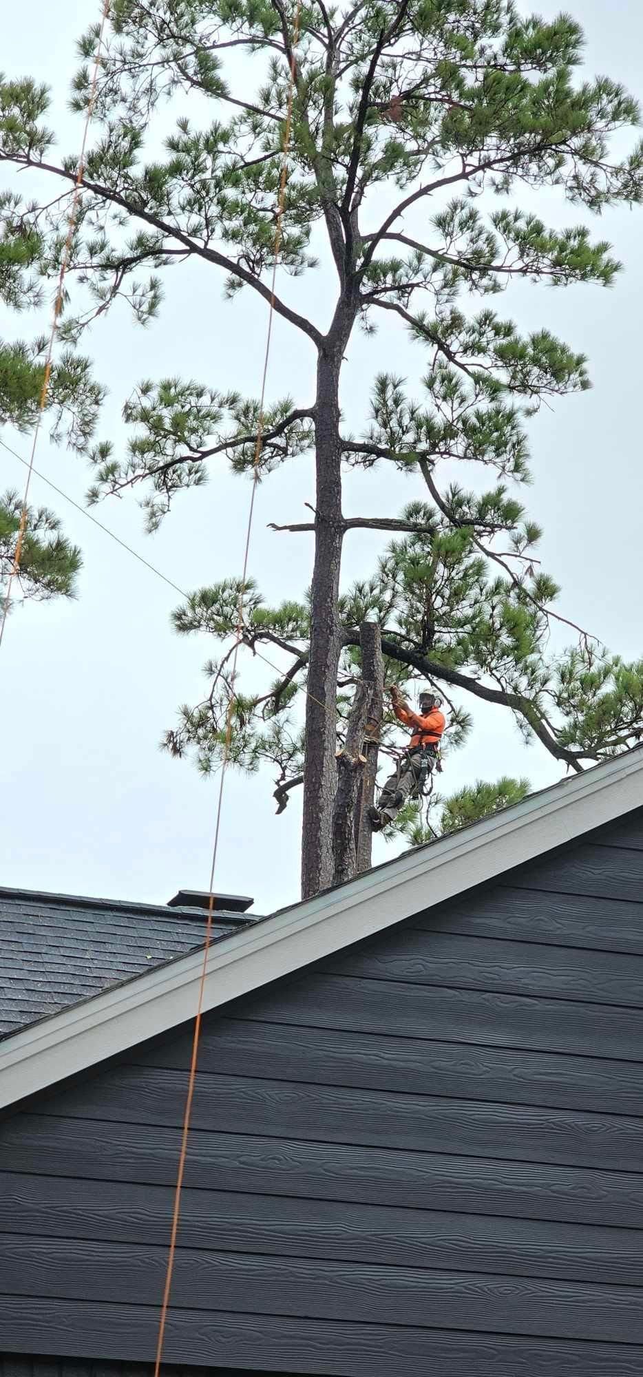  for Servin's Tree Care  in Houston, TX