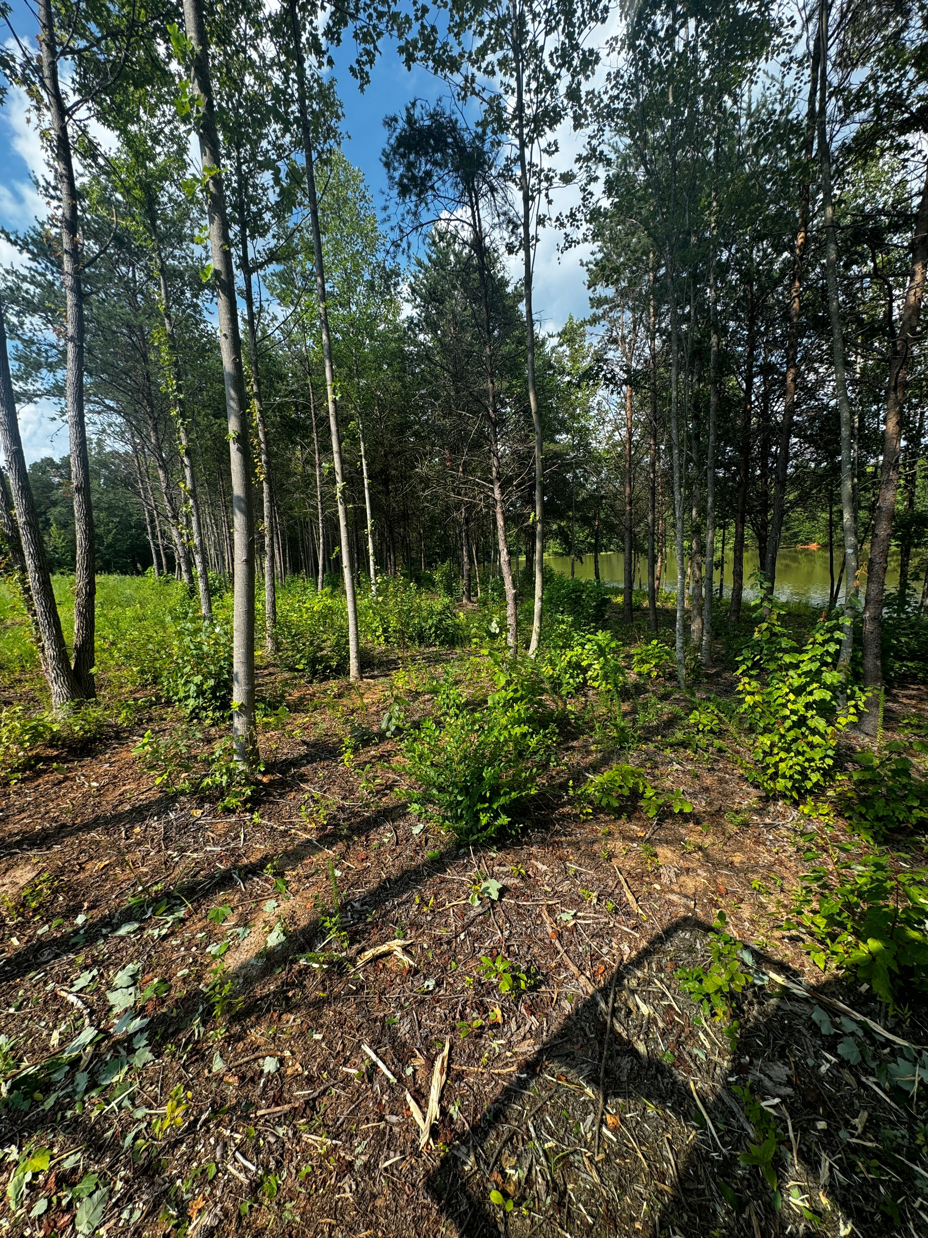  for Cone Grading and Land Clearing in Summerfield, NC