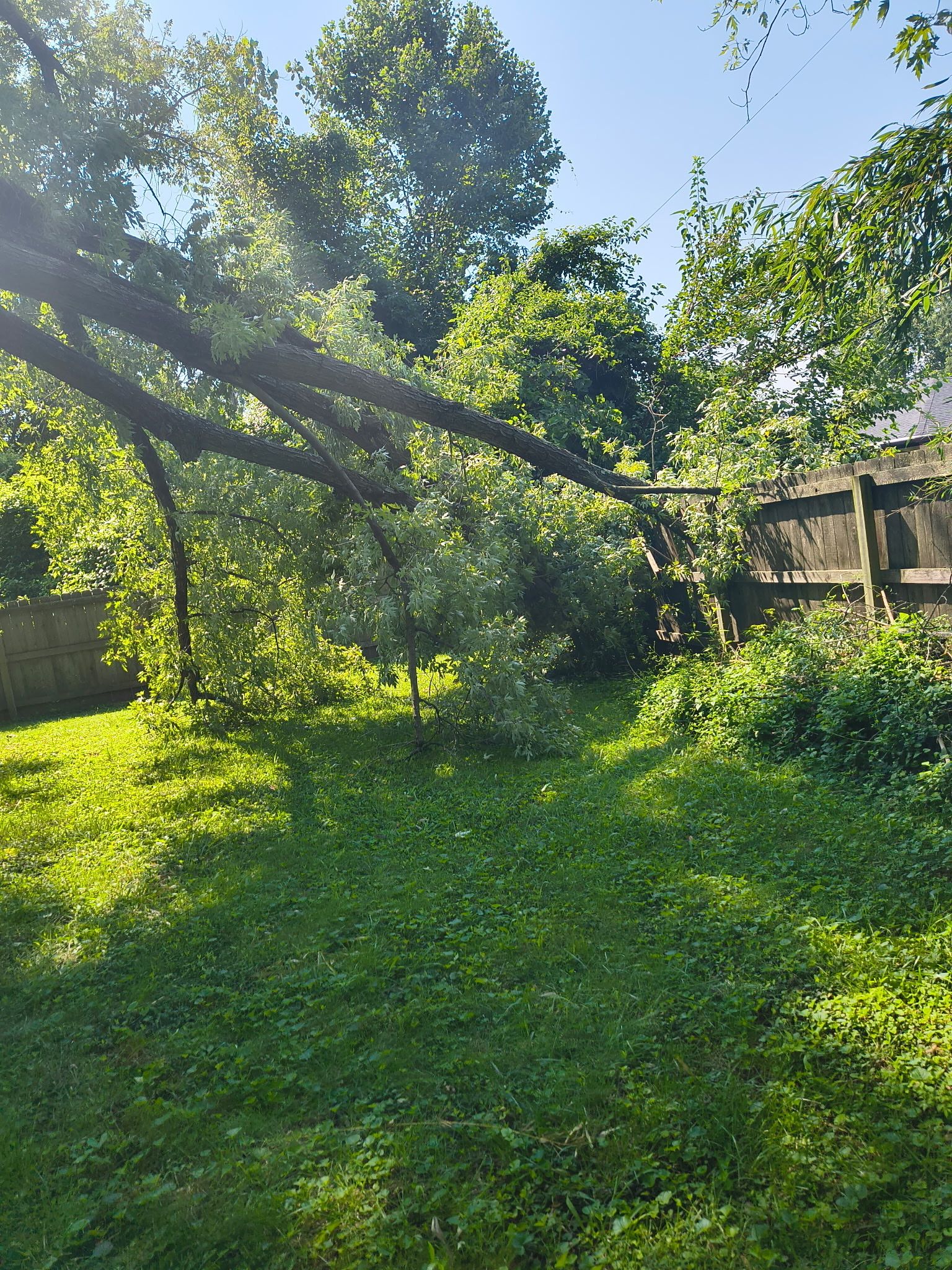  for Stinger Tree Service in Belleville, IL