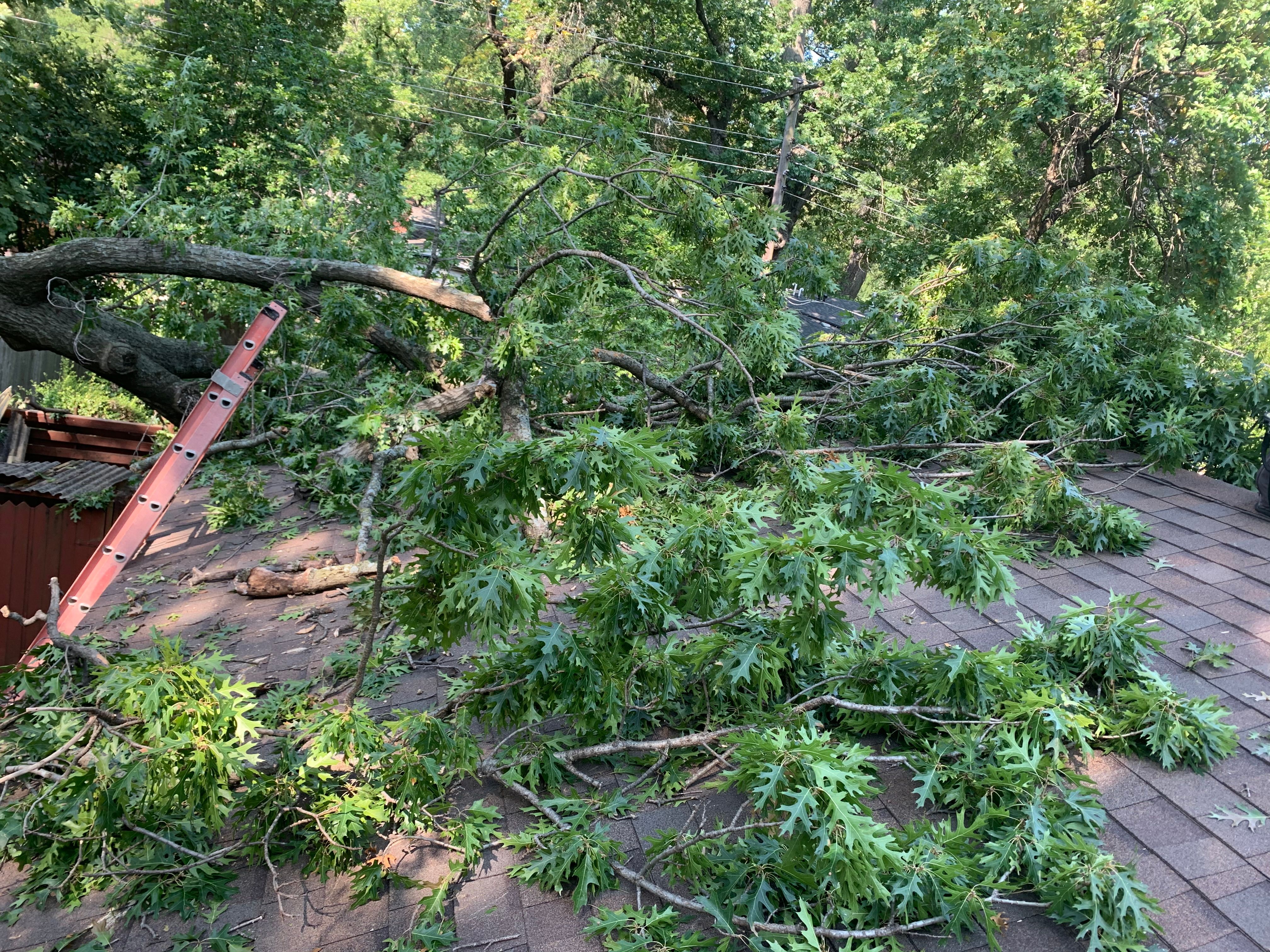  for TLC Professional Tree Service in Bedford, TX