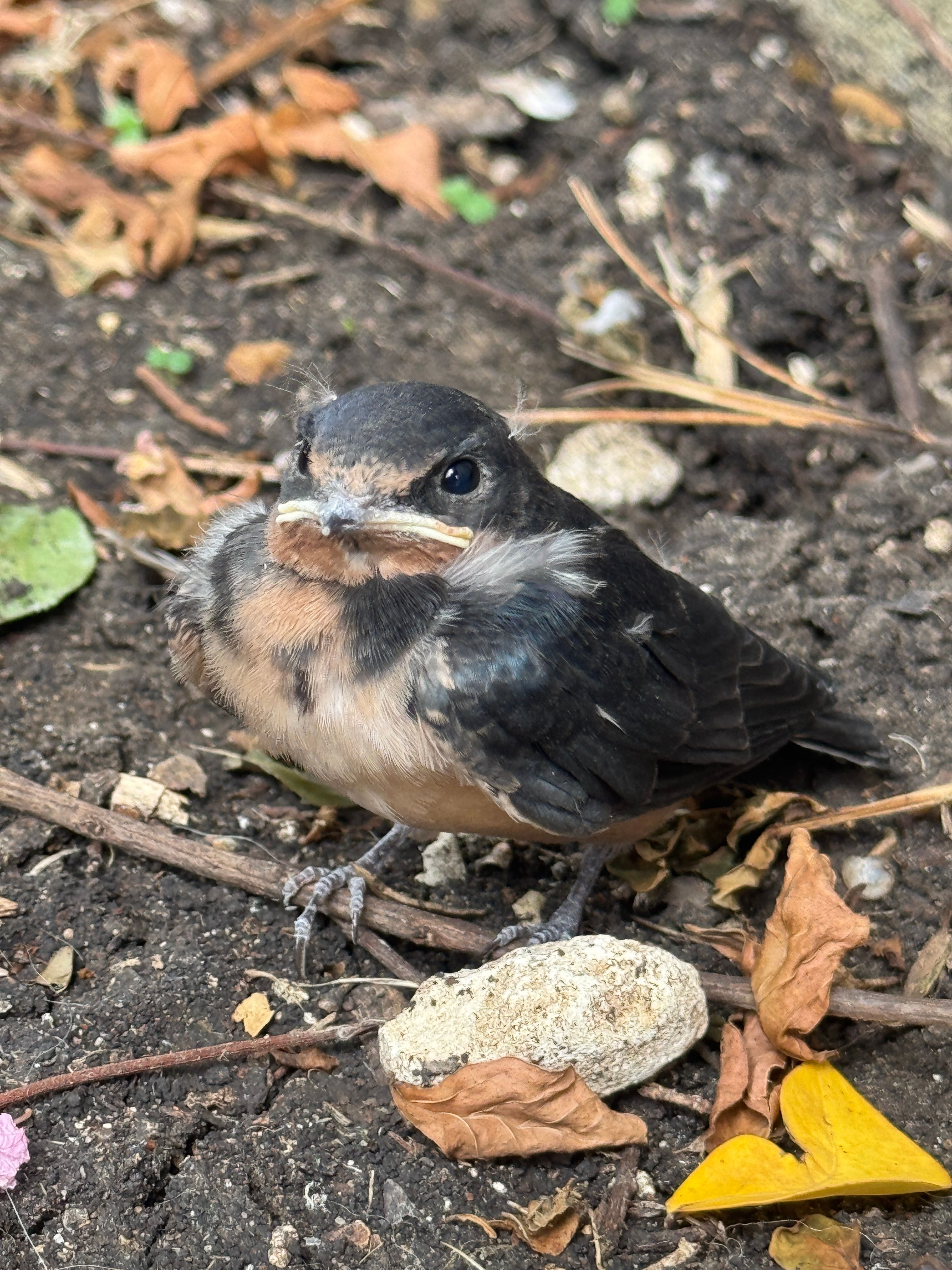 All Photos for The Critter Crew in DFW, TX