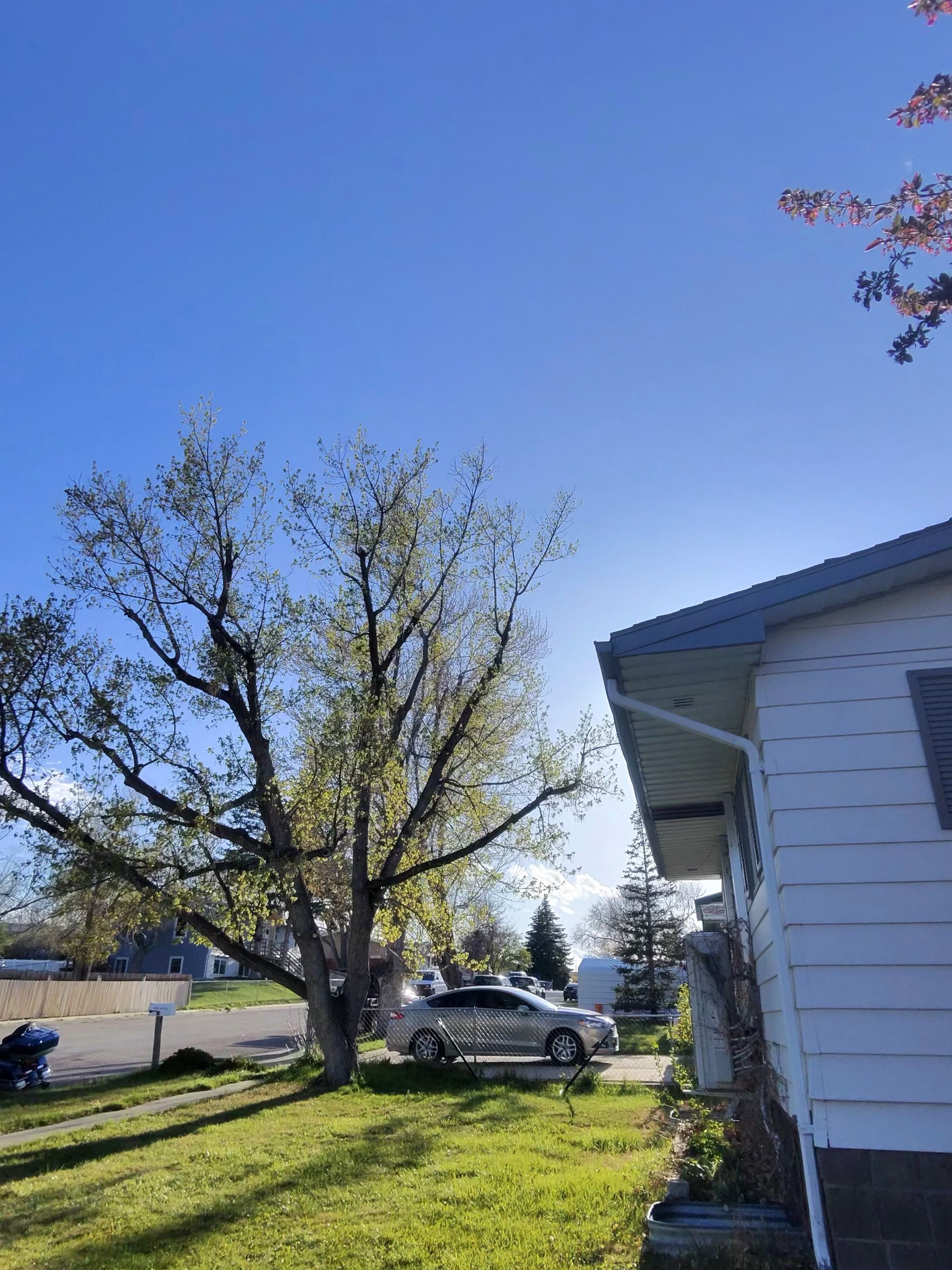  for Elevated Tree Care in Gillette, WY