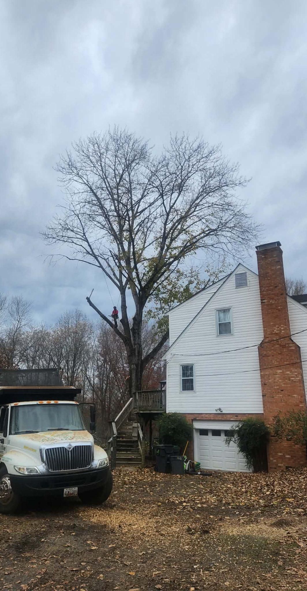  for Branch Out Tree Care LLC in Fredericksburg, VA