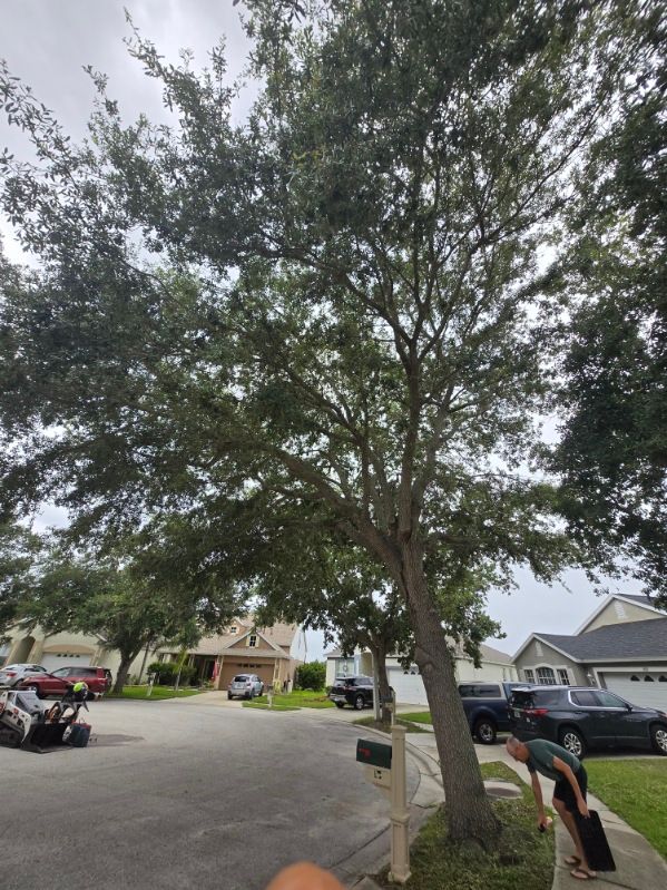 All Photos for TREE BOYS in Ruskin, FL