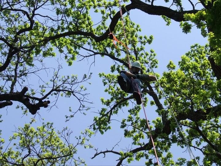  for TLC Professional Tree Service in Bedford, TX