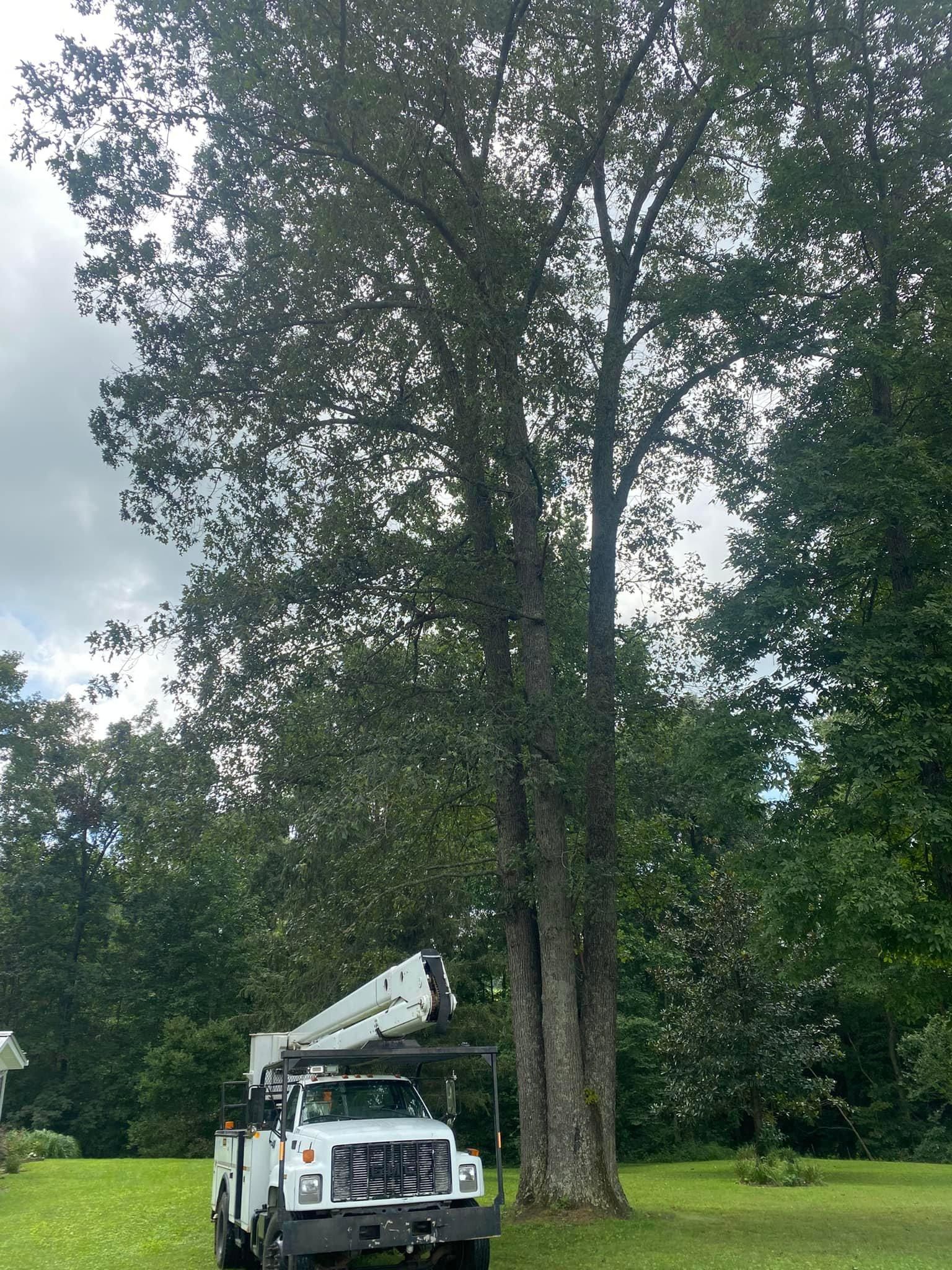 Tree Removal for Atwood’s Tree Care in Liberty,  KY