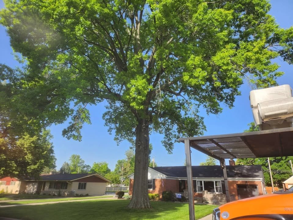  for Carpenter's Tree Service in Aurora, IN