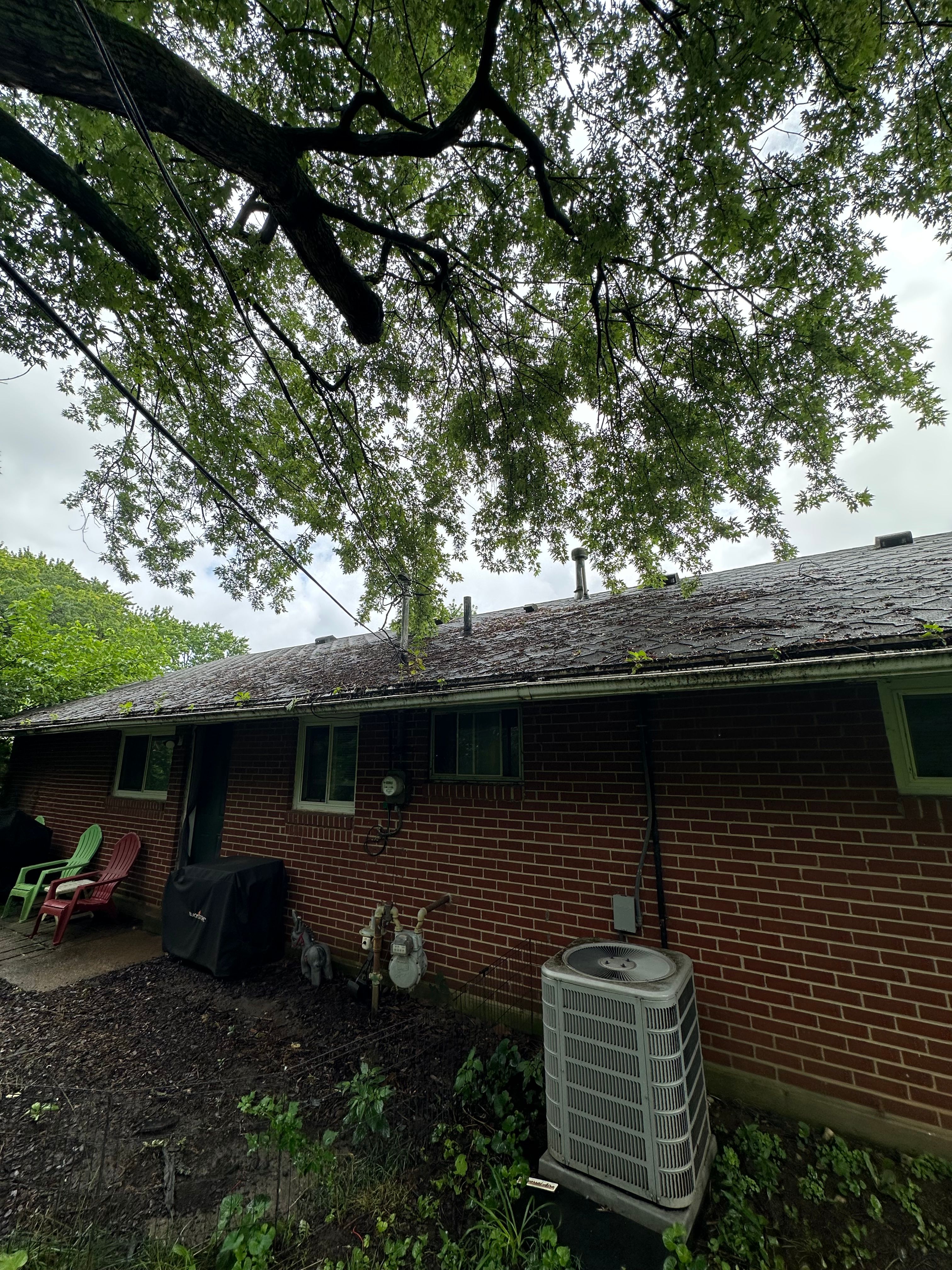All Photos for Pro Tree Trim & Removal, Llc in Dayton, OH