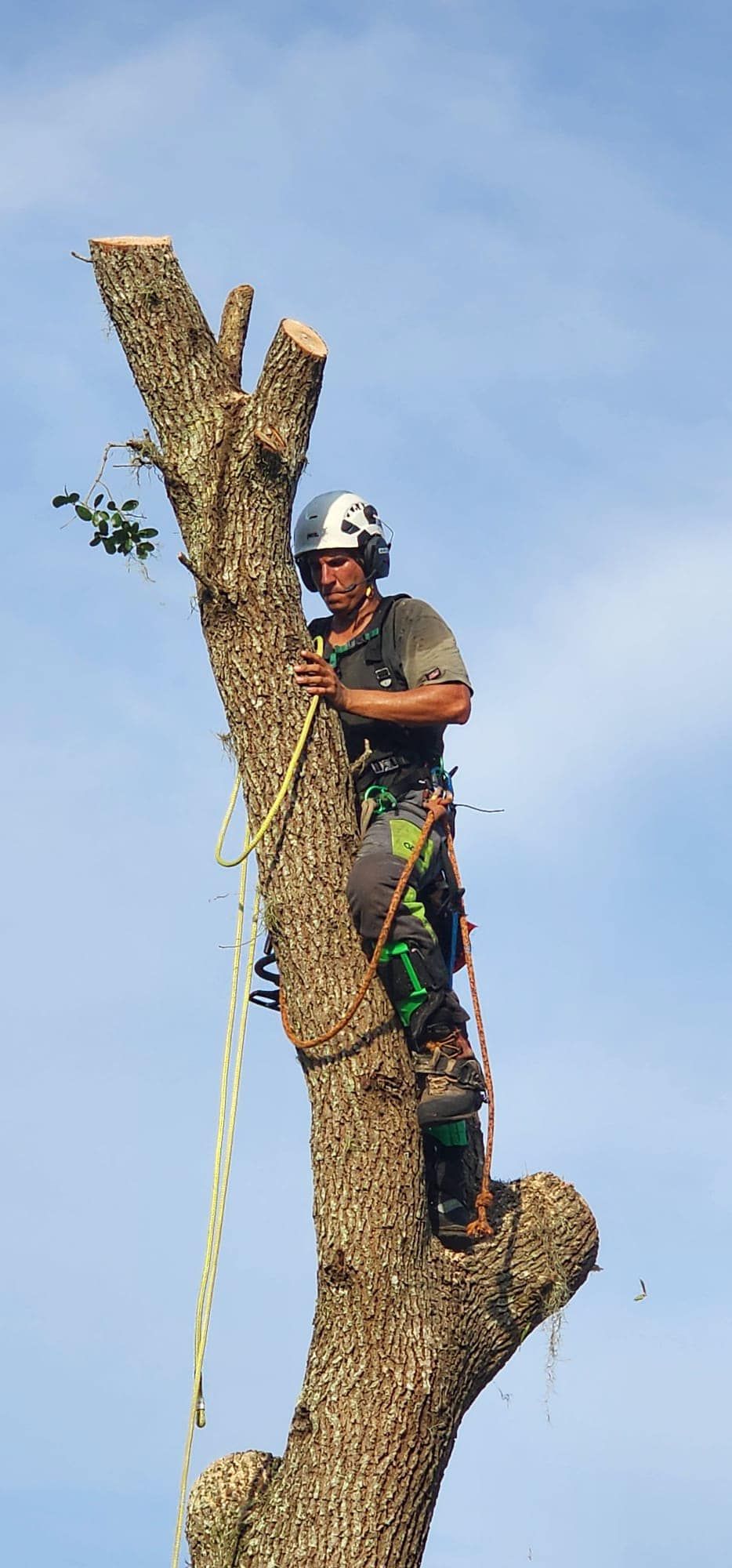  for The Family Tree Care Services LLC in Florida City, FL