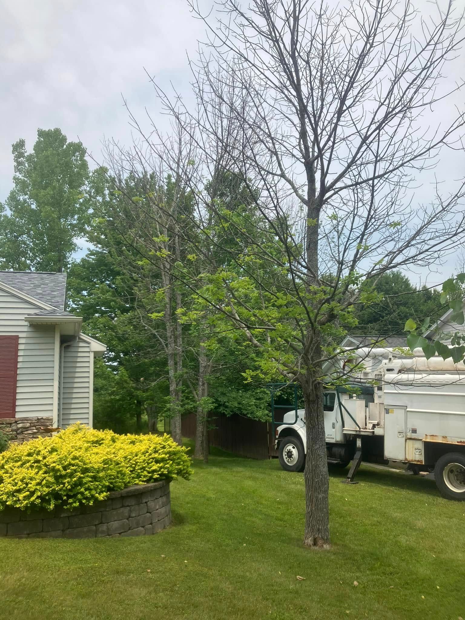  for Lovenguth Logging and Tree Service in West Monroe, NY