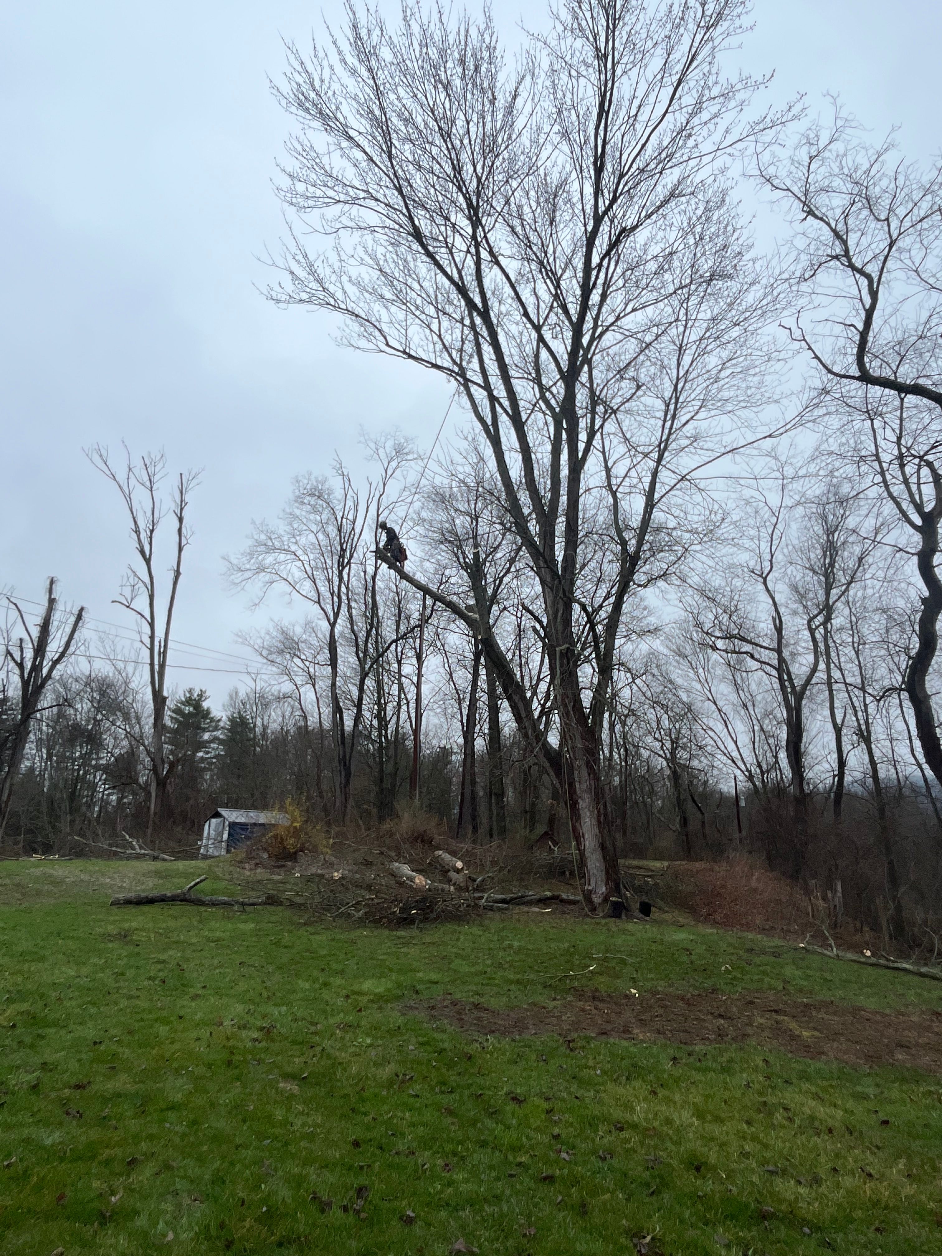 All Photos for Licensed to Cut Tree Service in Athens, PA