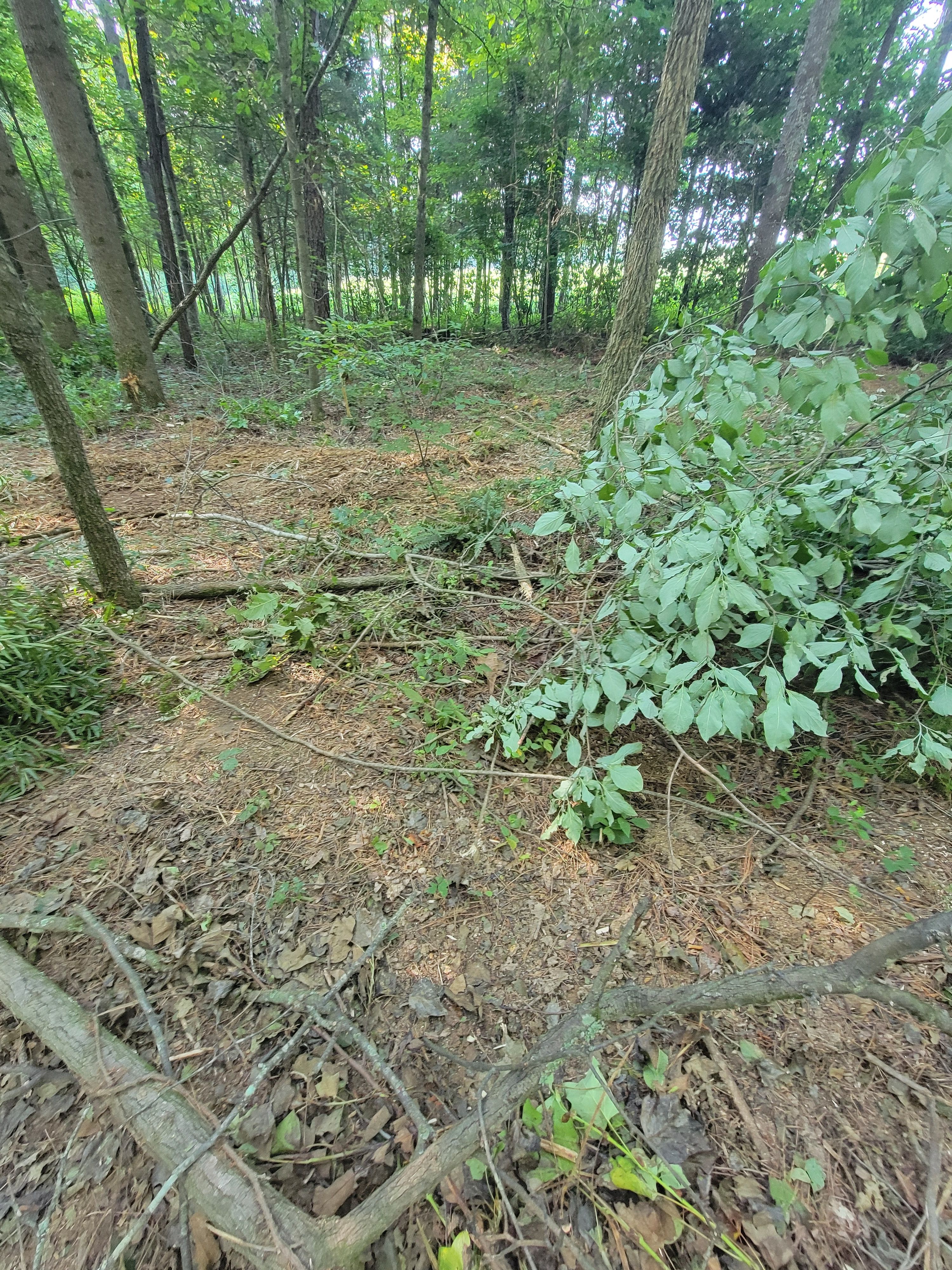  for Z's Land Management & Forestry Mulching in Smithville, TN