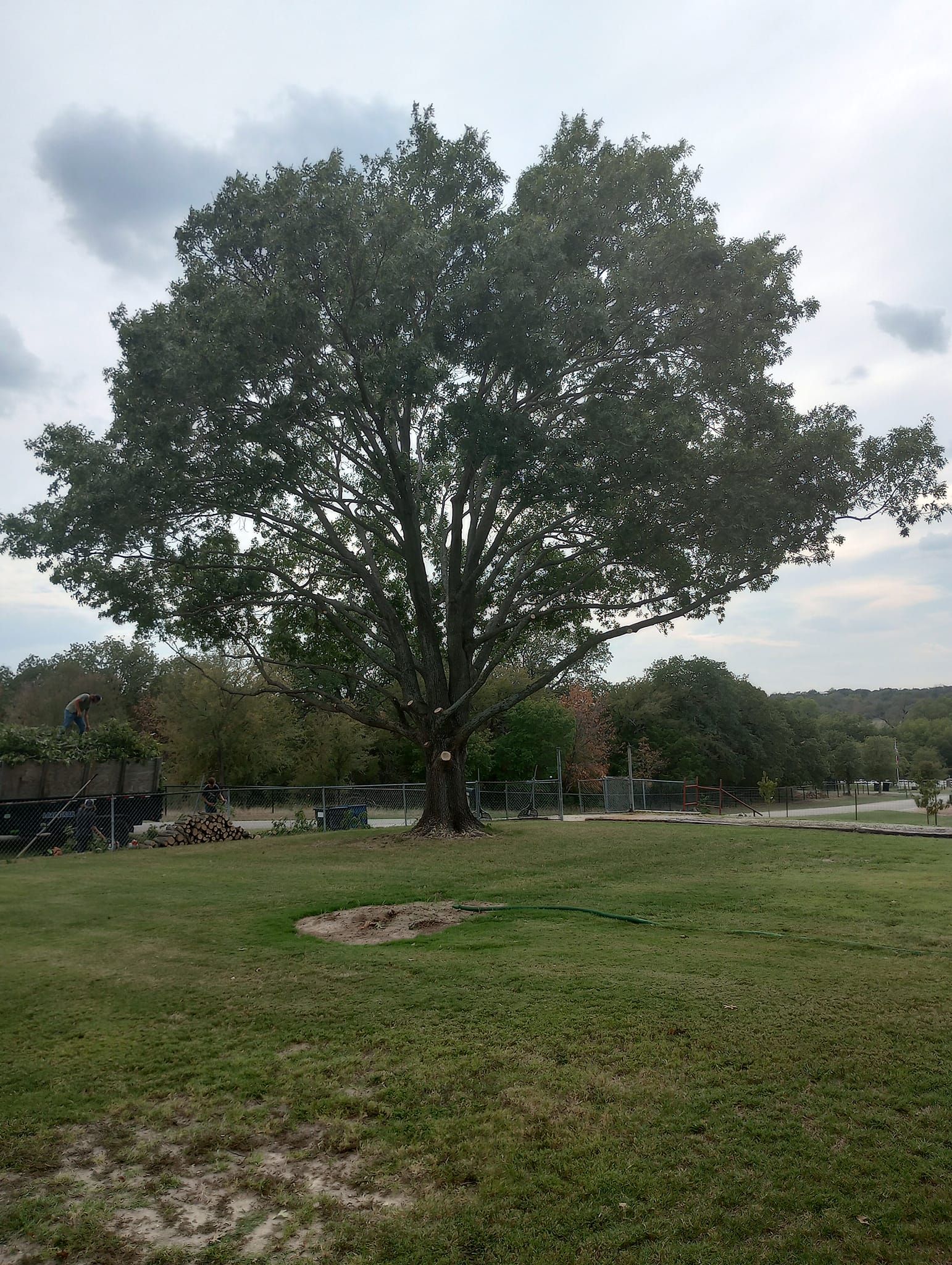 Tree Removal for Marks Tree Service in Fort Worth, TX