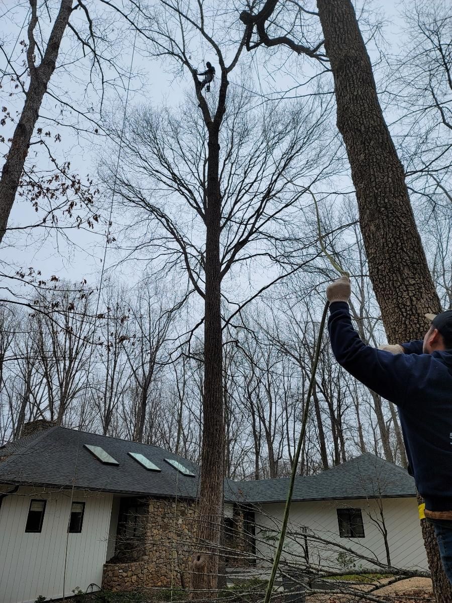  for Integrity Tree and Landscaping in Lynchburg, VA