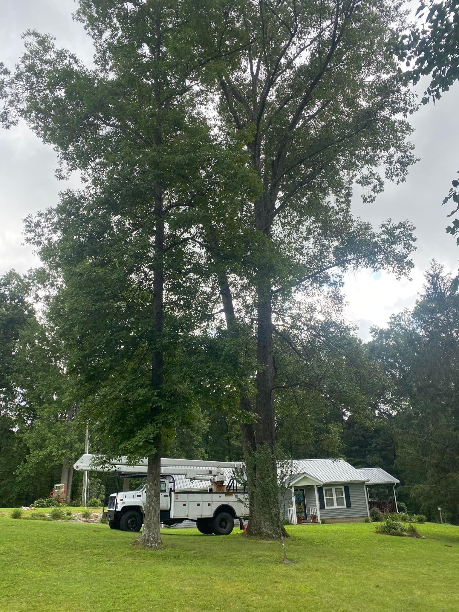 Fall and Spring Clean Up for Atwood’s Tree Care in Liberty,  KY