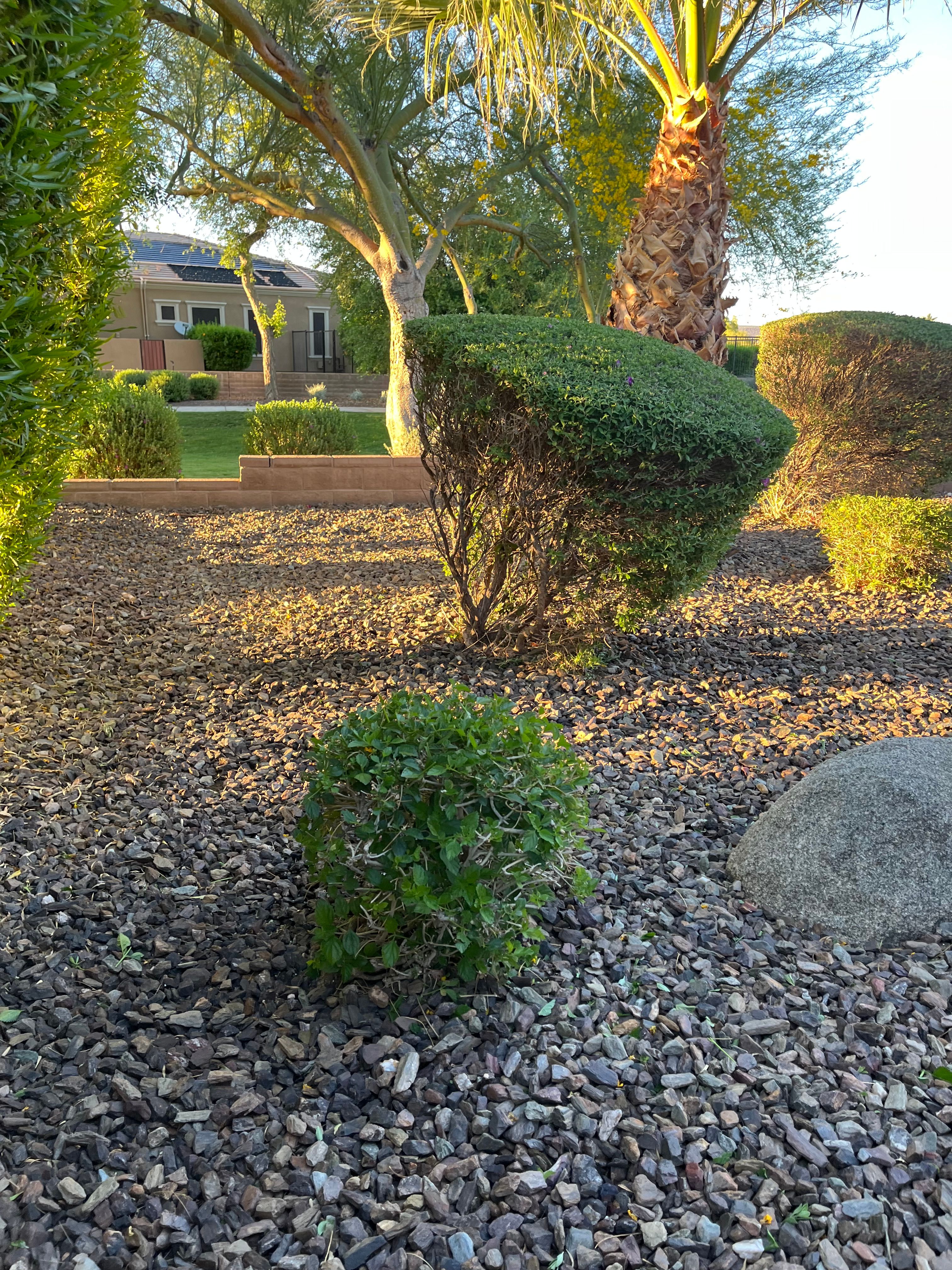 All Photos for Grand Canyon State Landscape Inc. in Surprise, AZ