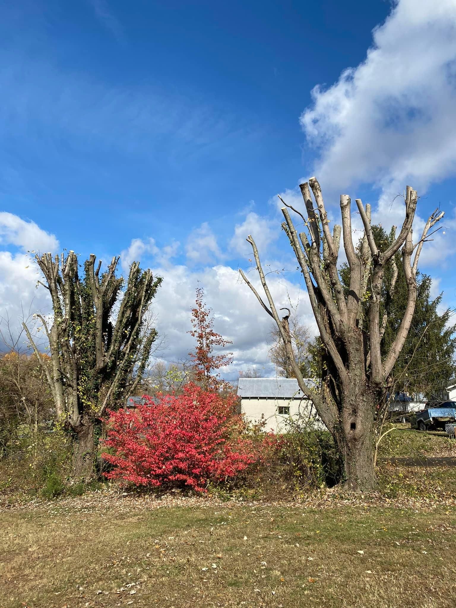 Fall and Spring Clean Up for Atwood’s Tree Care in Liberty,  KY