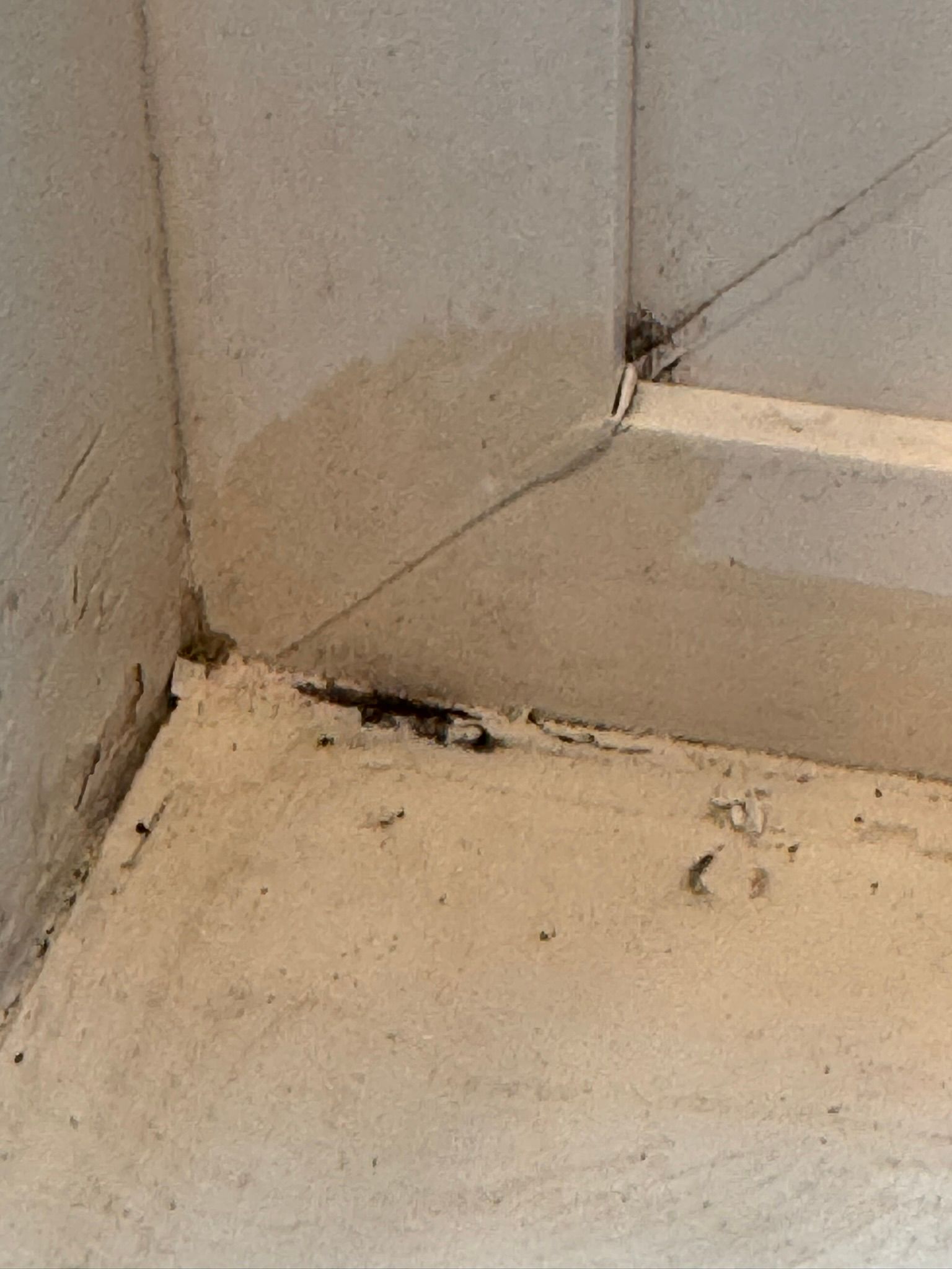  for Tony's Remodeling & Painting in Renton, WA