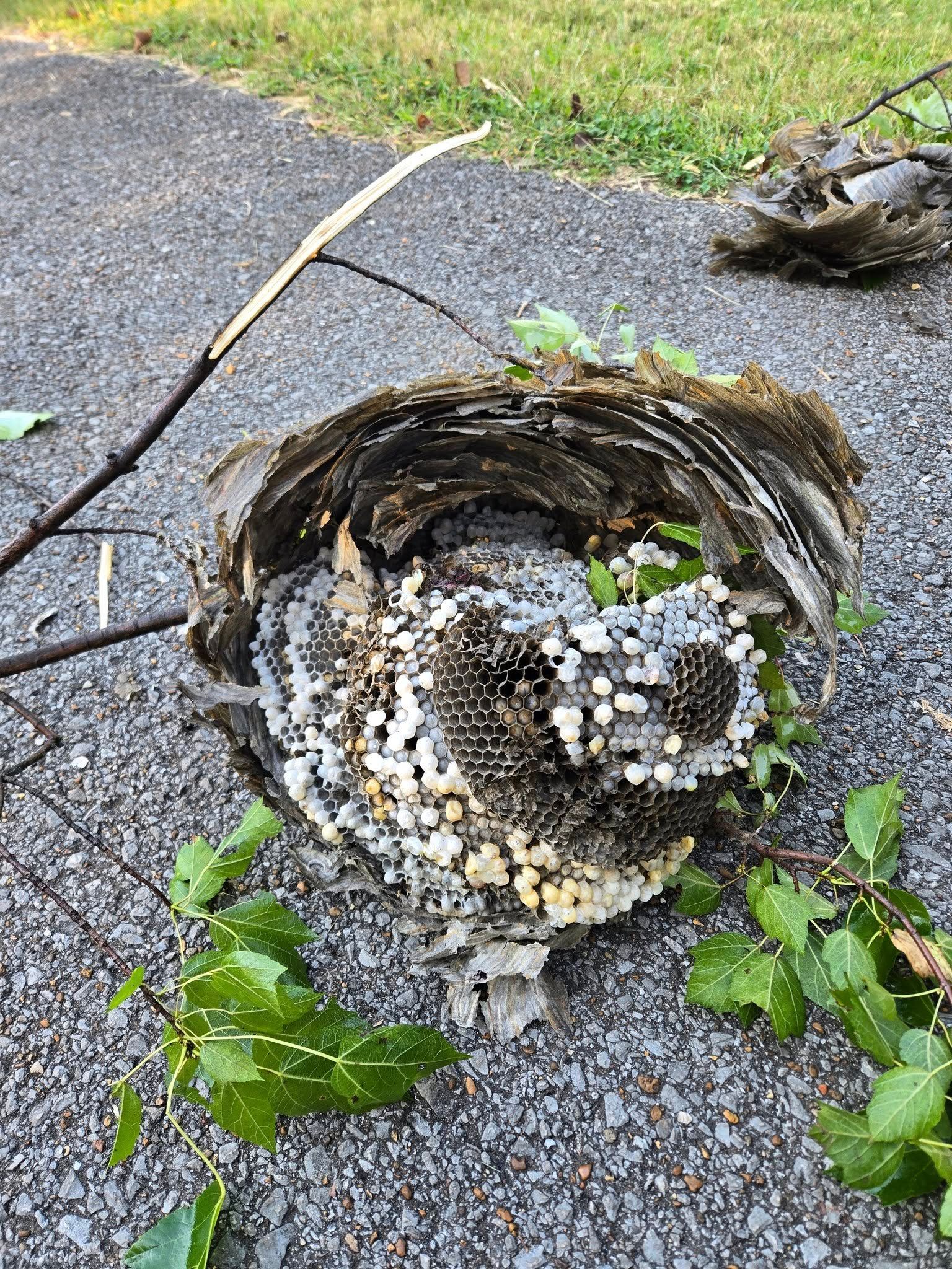  for Bug Blasterz LLC in Huntsville, AL