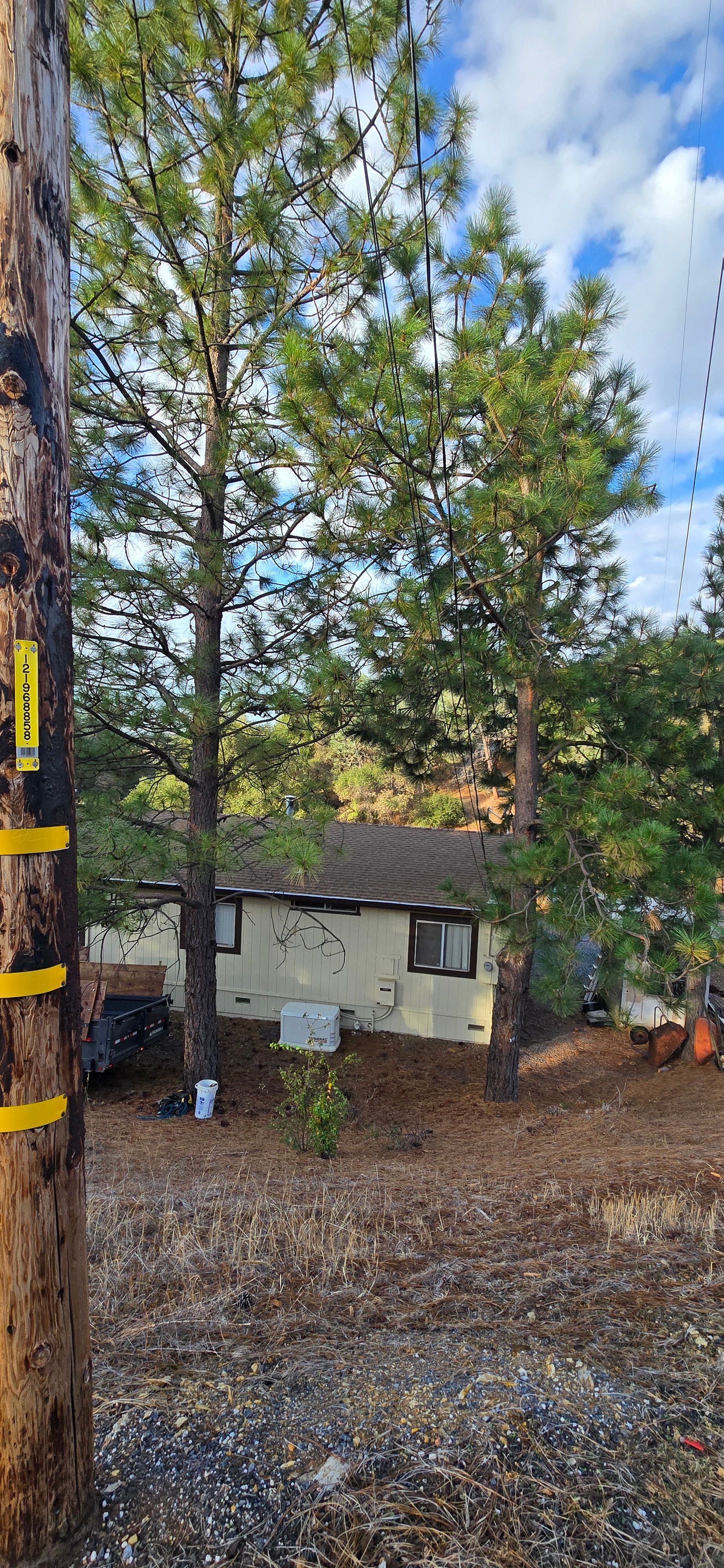 for George Staddan's Professional Tree Care in Placerville, CA