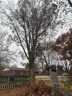 All Photos for Dittmer Tree Service in Davenport, IA