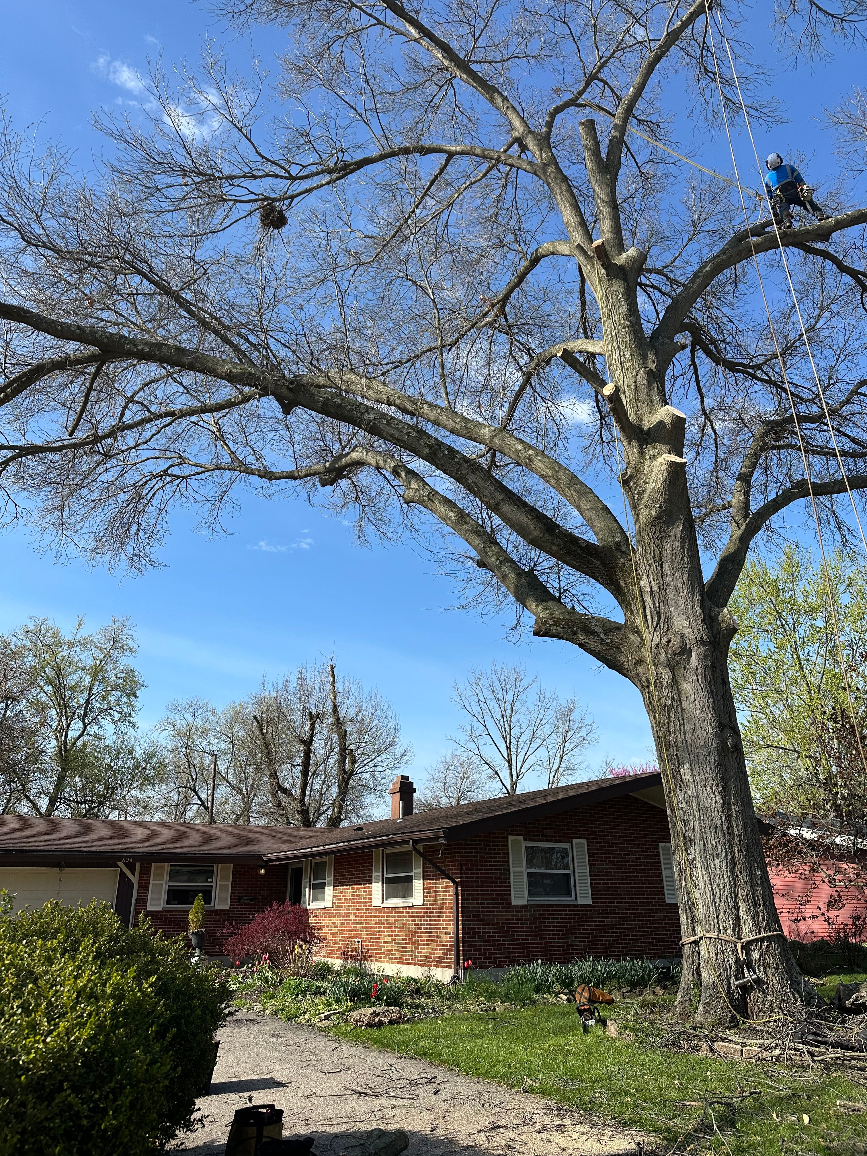 All Photos for Pro Tree Trim & Removal, Llc in Dayton, OH
