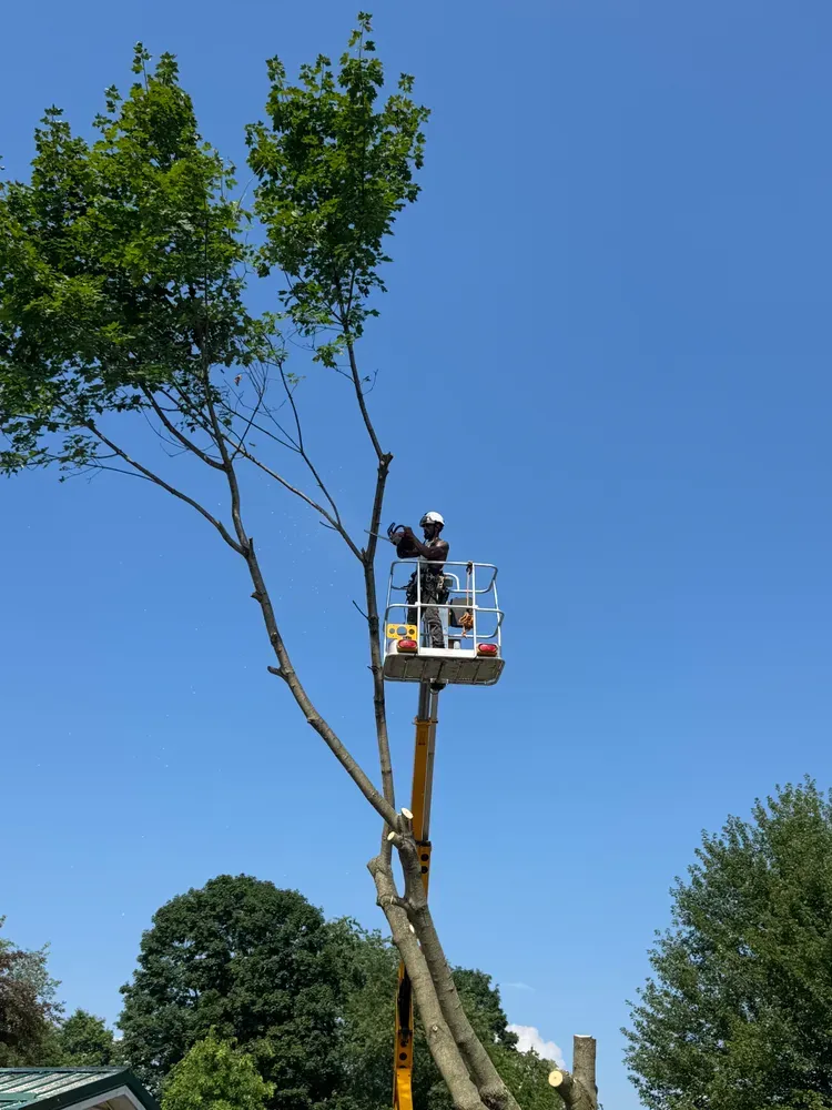 Tree trimming  for Licensed to Cut Tree Service in Athens, PA