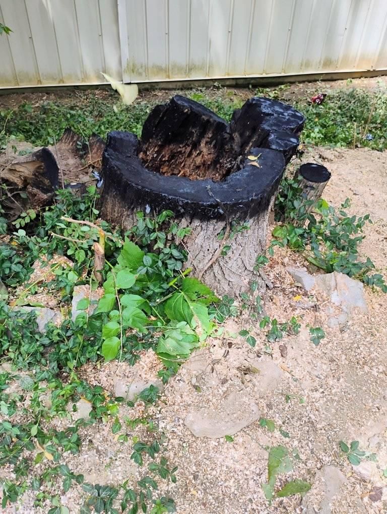  for Kingdom Tree Trimming and Removal LLC in Covington, KY