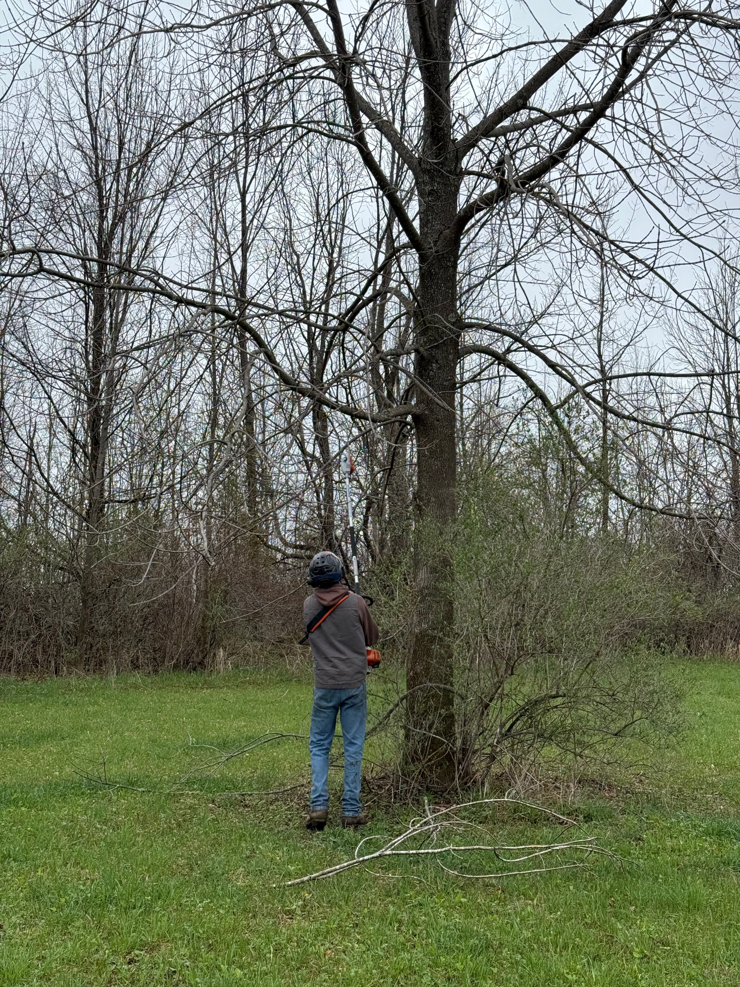 All Photos for Sterlings Tree Removal in Cobleskill, New York